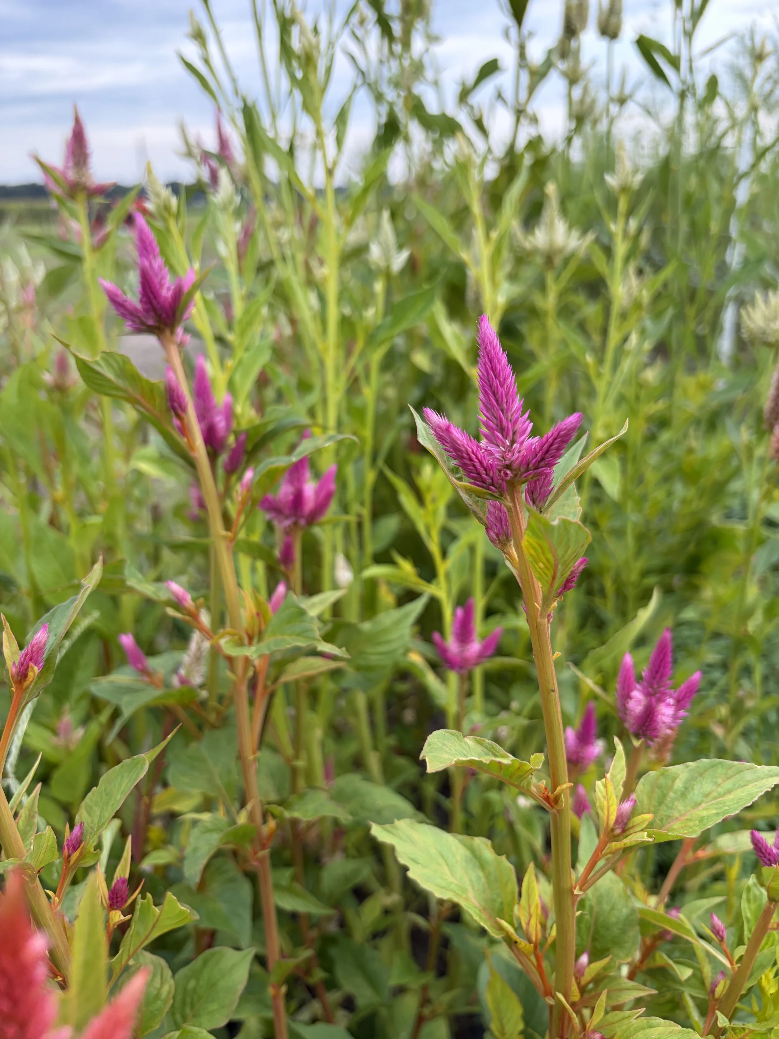 One of the many celosias that are the filling August & September bouquets