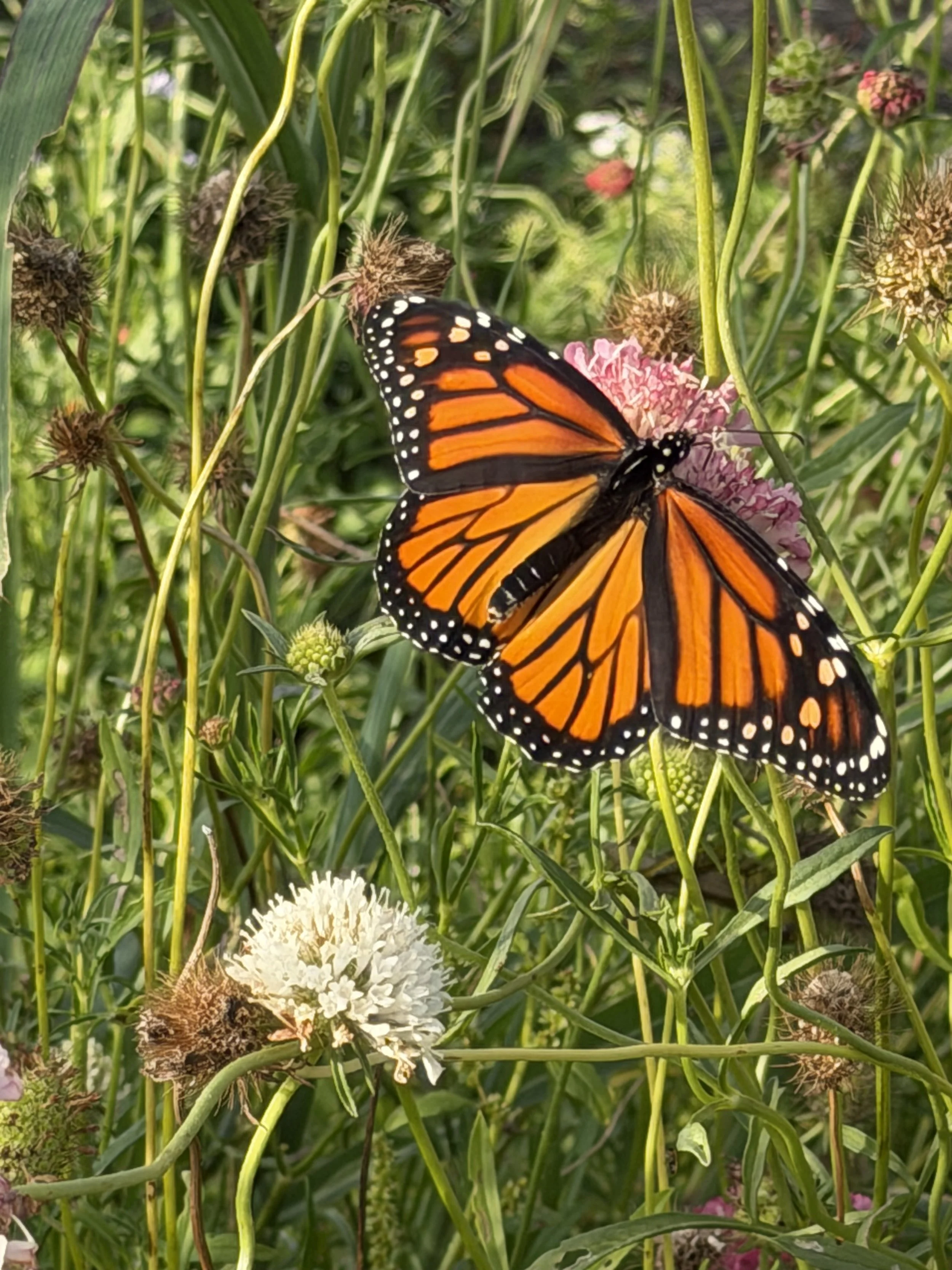 The butterflies have been so beautiful!