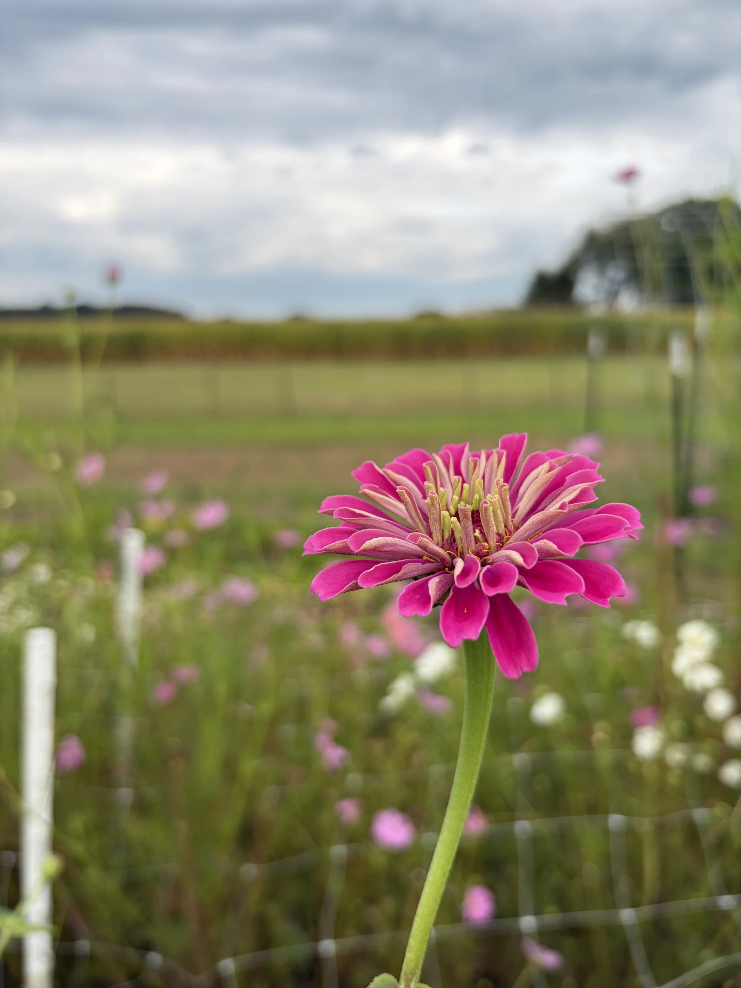 Oklahoma Zinnia