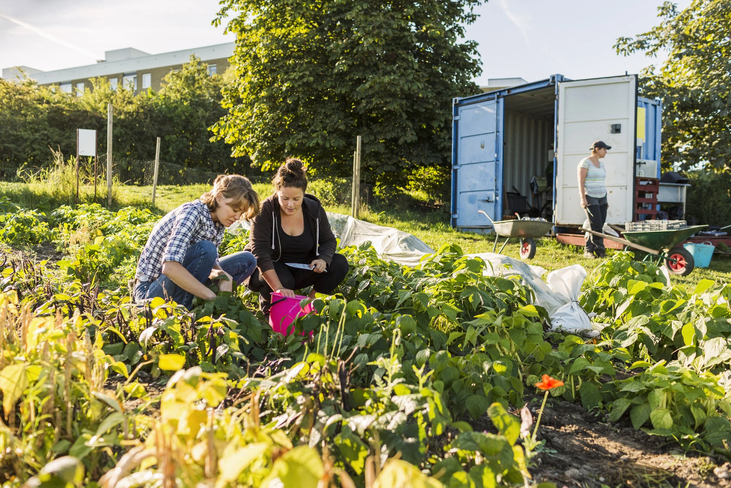 Two women working in a vegetable garden with another woman near a blue shed in the background.