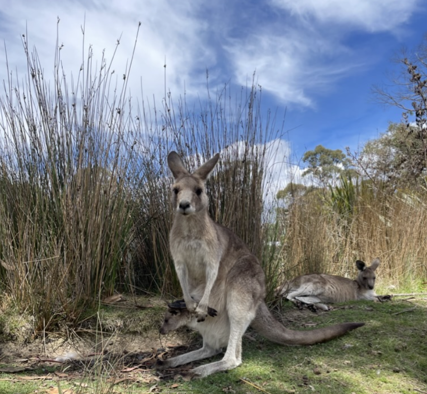 Nature Storytelling