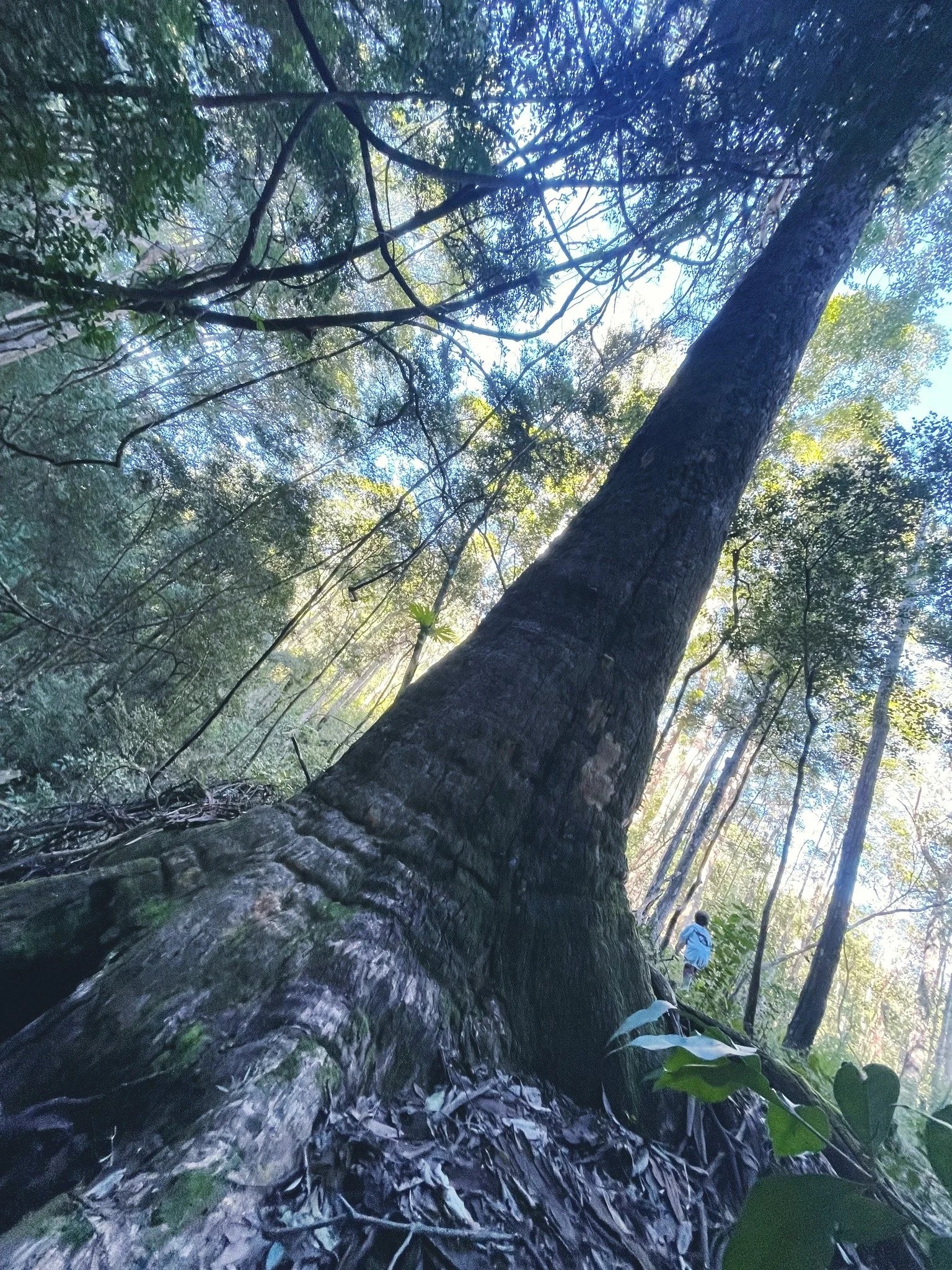 It's very hard to capture the beauty we are surrounded in Toorumbee. Every time we walk the bush and  breath in the air, all sorts of emotions and feelings arises from within... 
Walking amongst giants we can't help but feeling humbled by such a comp