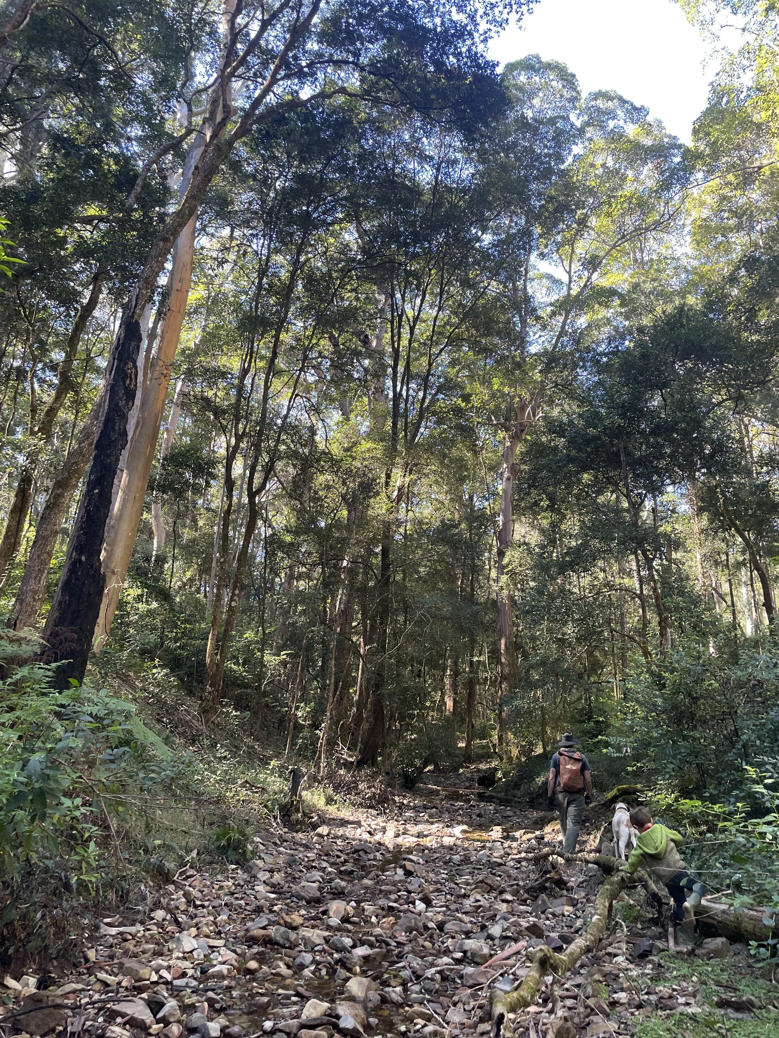 People hiking on a rocky trail through a dense forest with tall trees and sunlight filtering through the leaves.