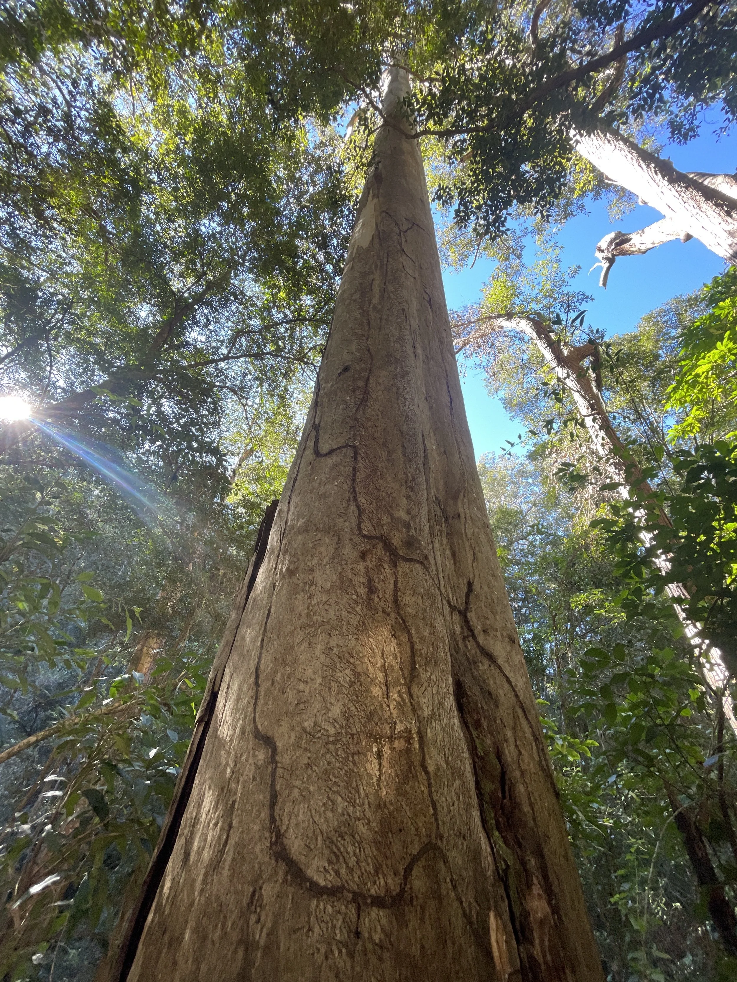 Looking up at a tall tree in a forest with sunlight filtering through the green leaves, and a bright blue sky visible in the background.
