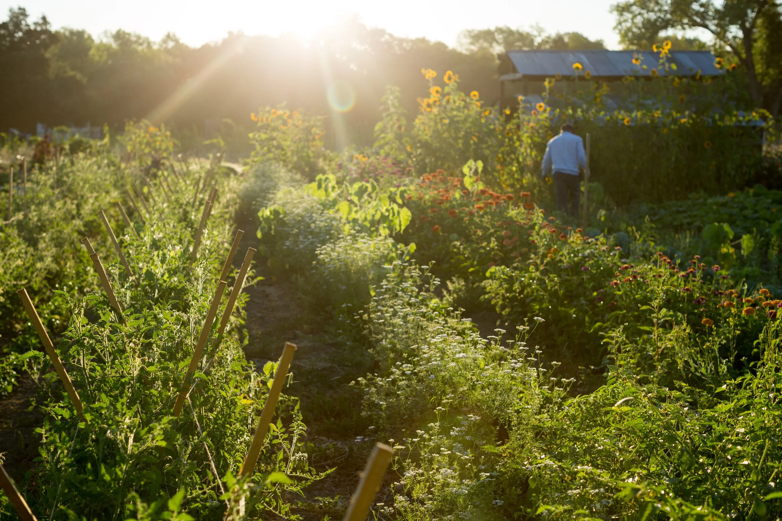 A person walking through a garden with various plants and flowers, sunlight shining brightly overhead, a small shed or structure in the background.