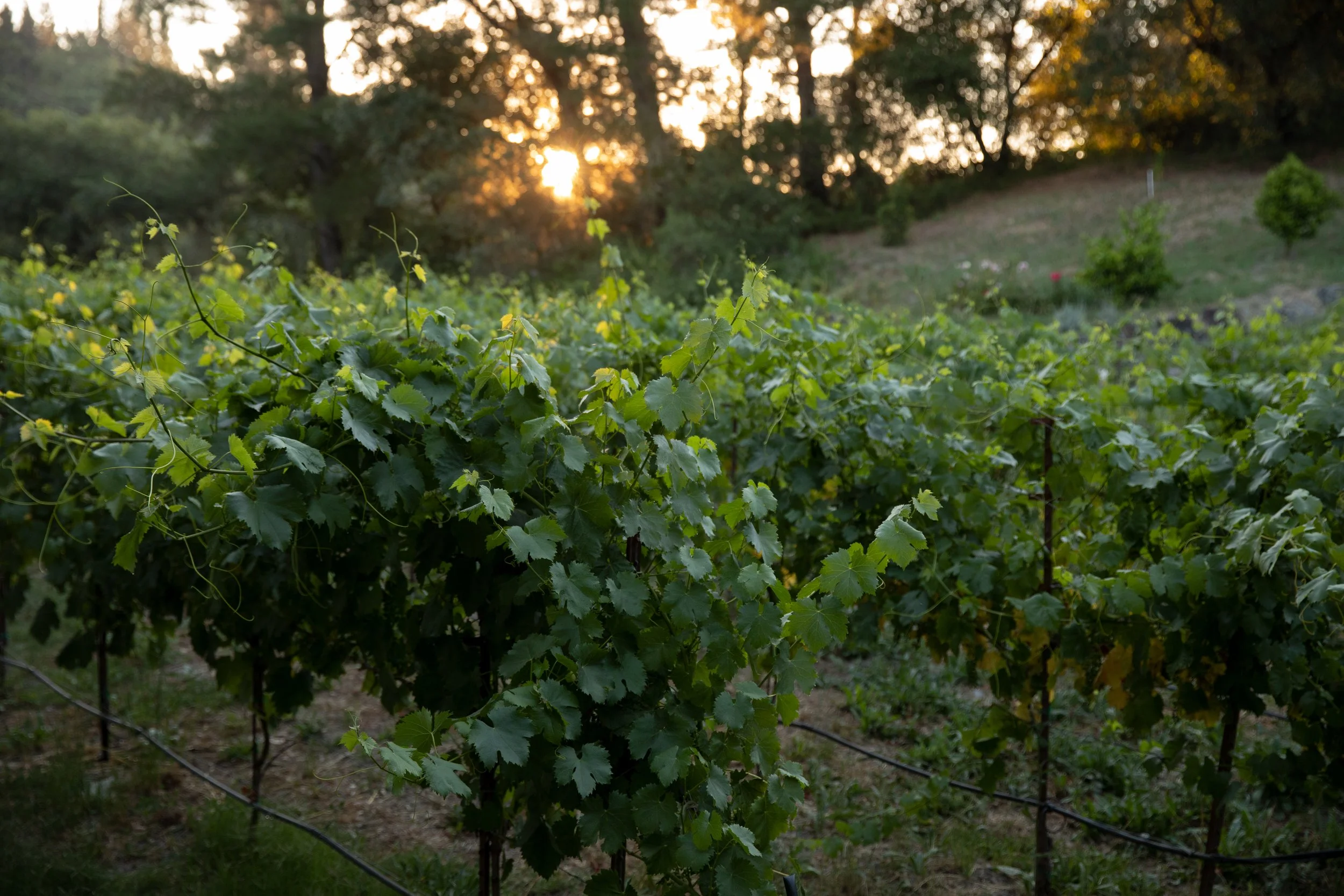 Vineyard with green grape leaves and a sunset in the background.