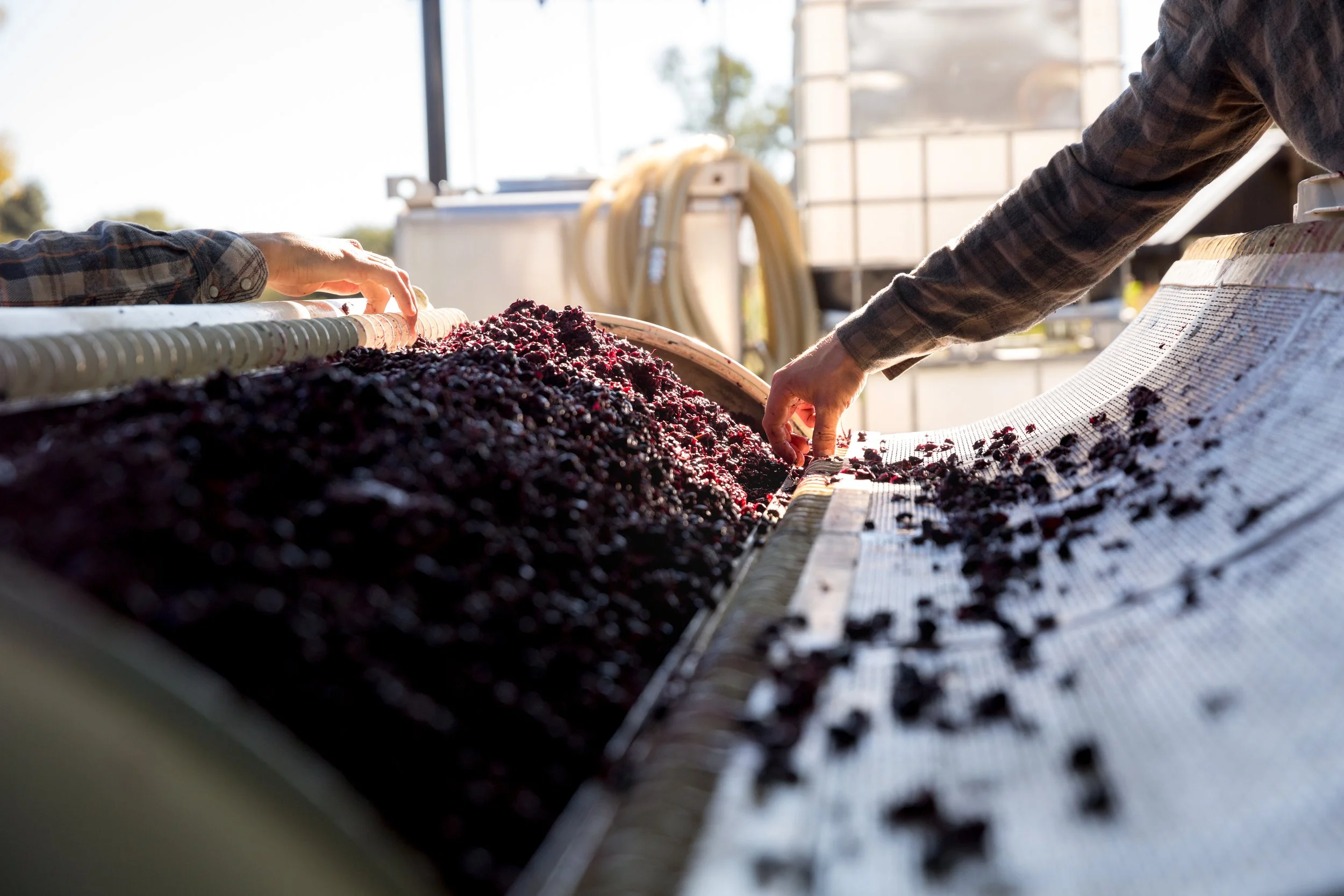 Close-up of crushed or dried grapes on a conveyor belt during wine production, with people working in the background.