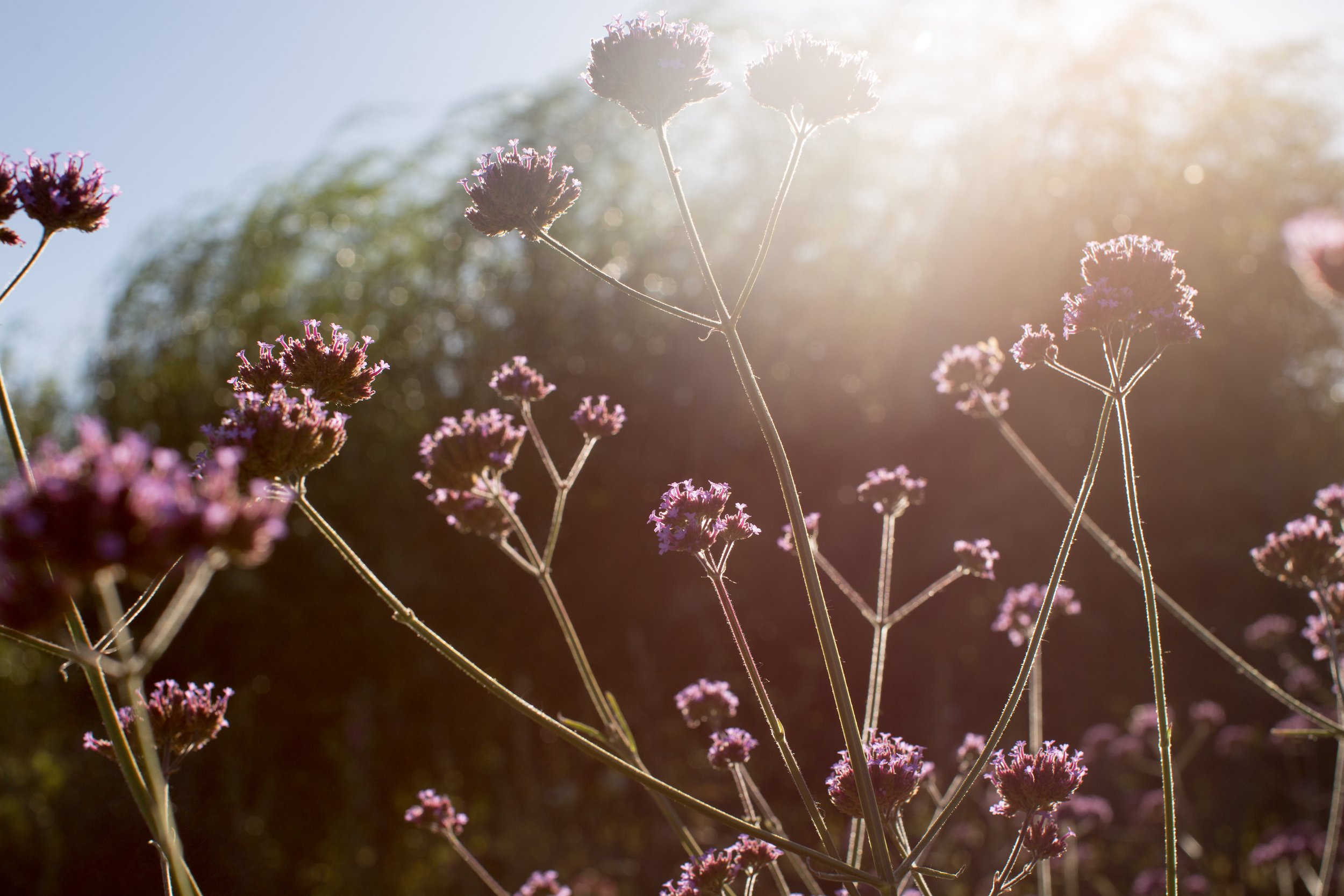 Purple flowering plants with thin branches against the bright sunlight and a blurred background.