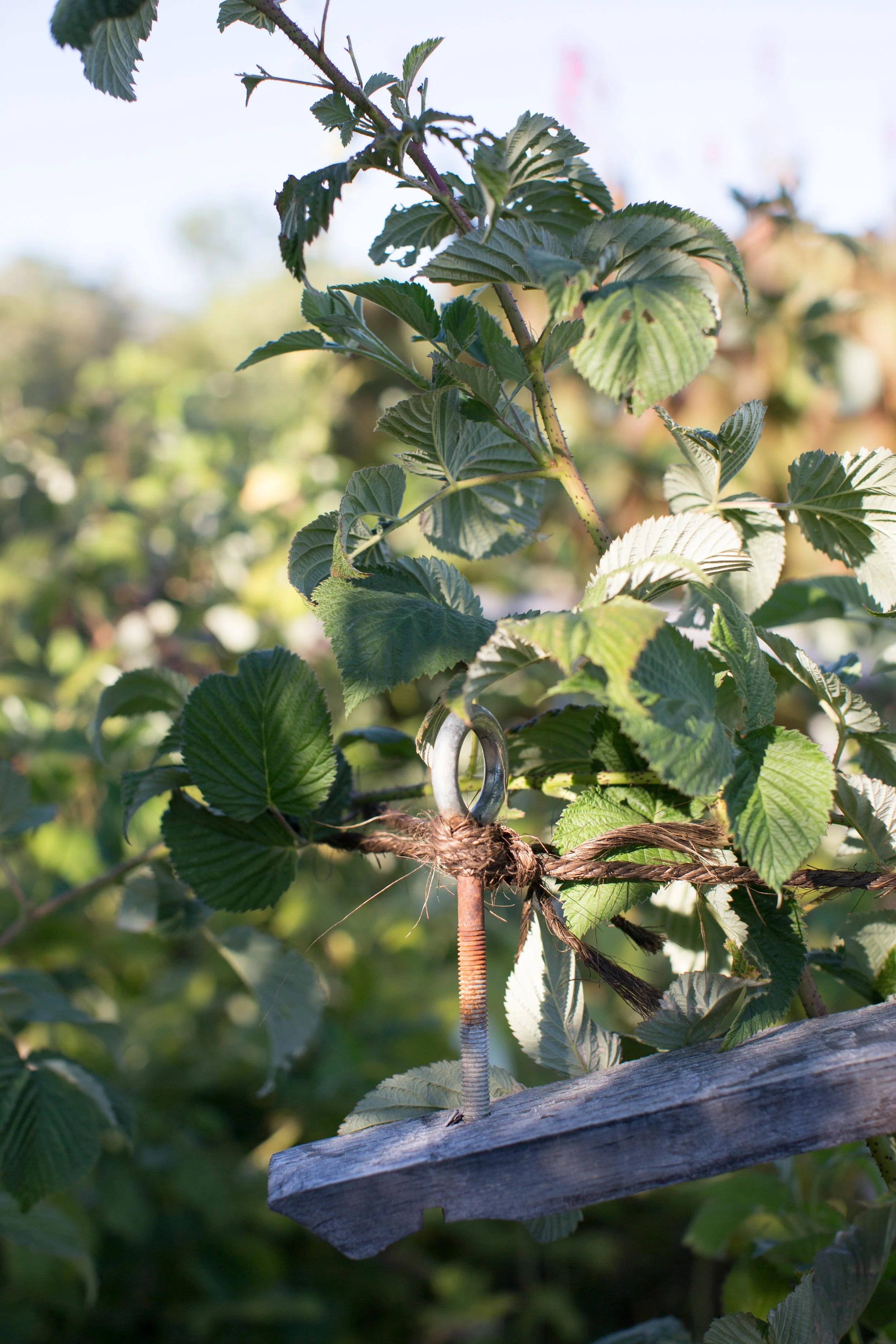 Close-up of a blackberry bush with green leaves and a sunlit background.