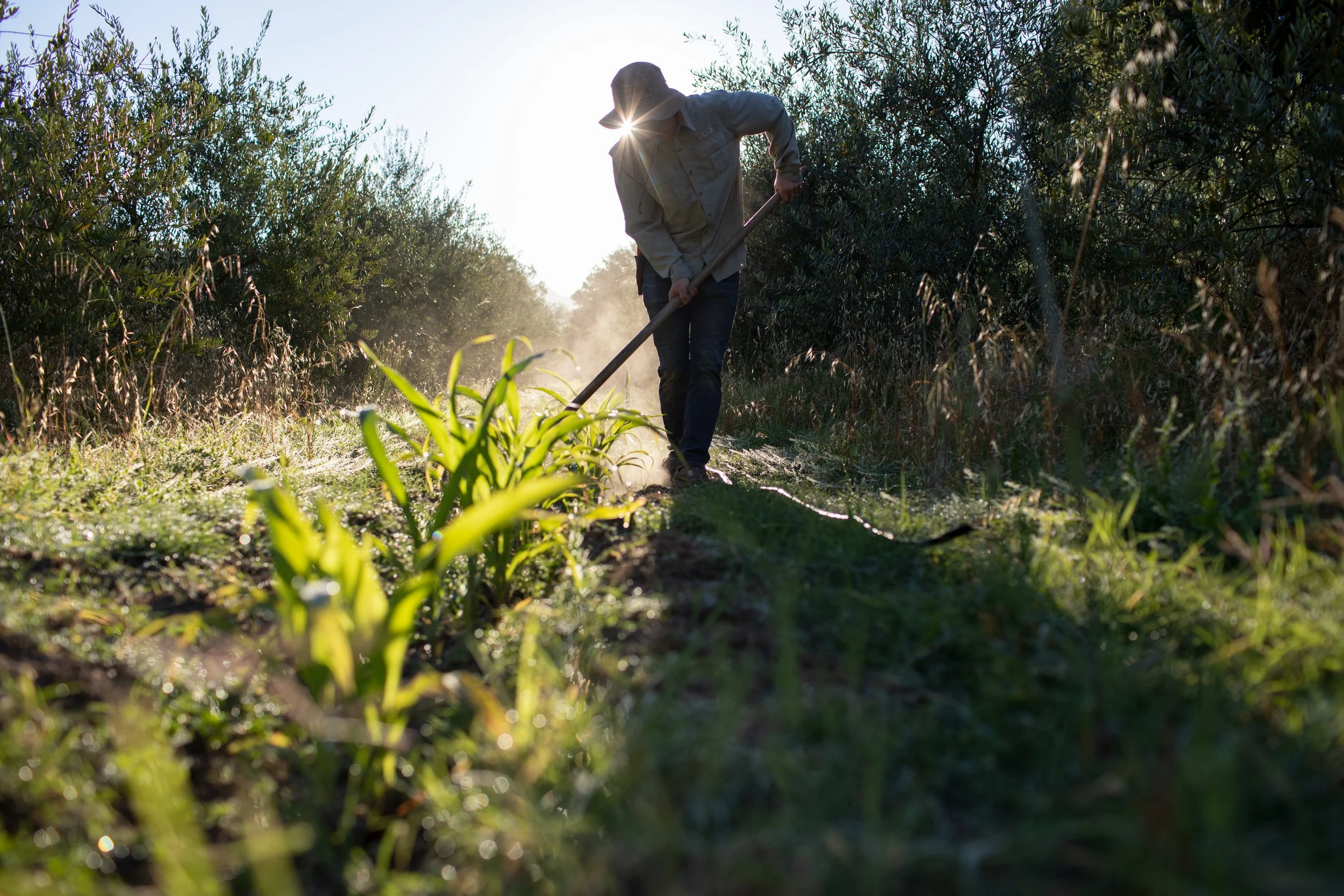 Person working in a garden or farm, using a tool to tend to plants, with sunlight behind them and surrounded by foliage.