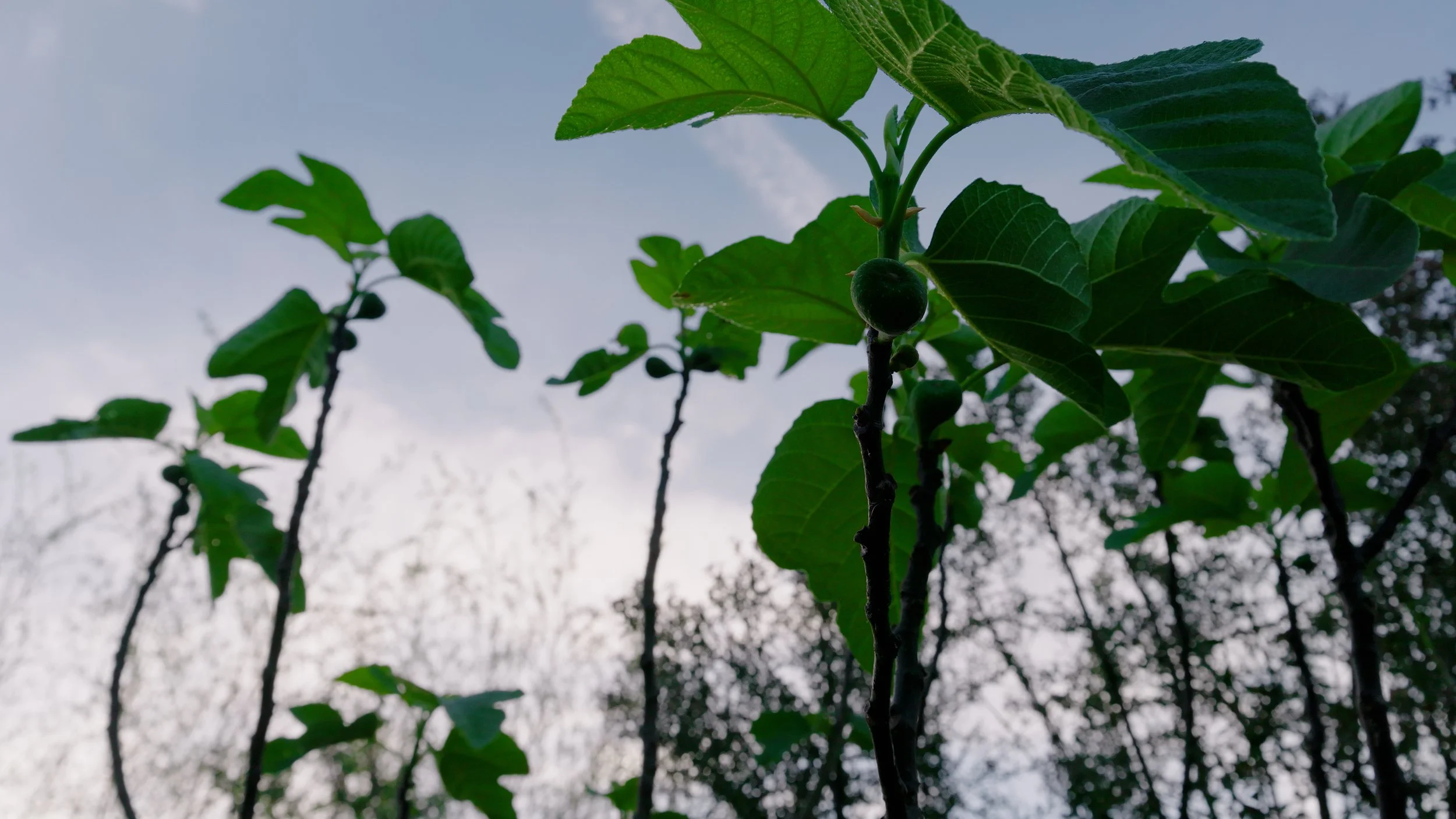 Close-up of a green fig tree with small unripe figs on the branches, taken from below during the daytime with a cloudy sky in the background.