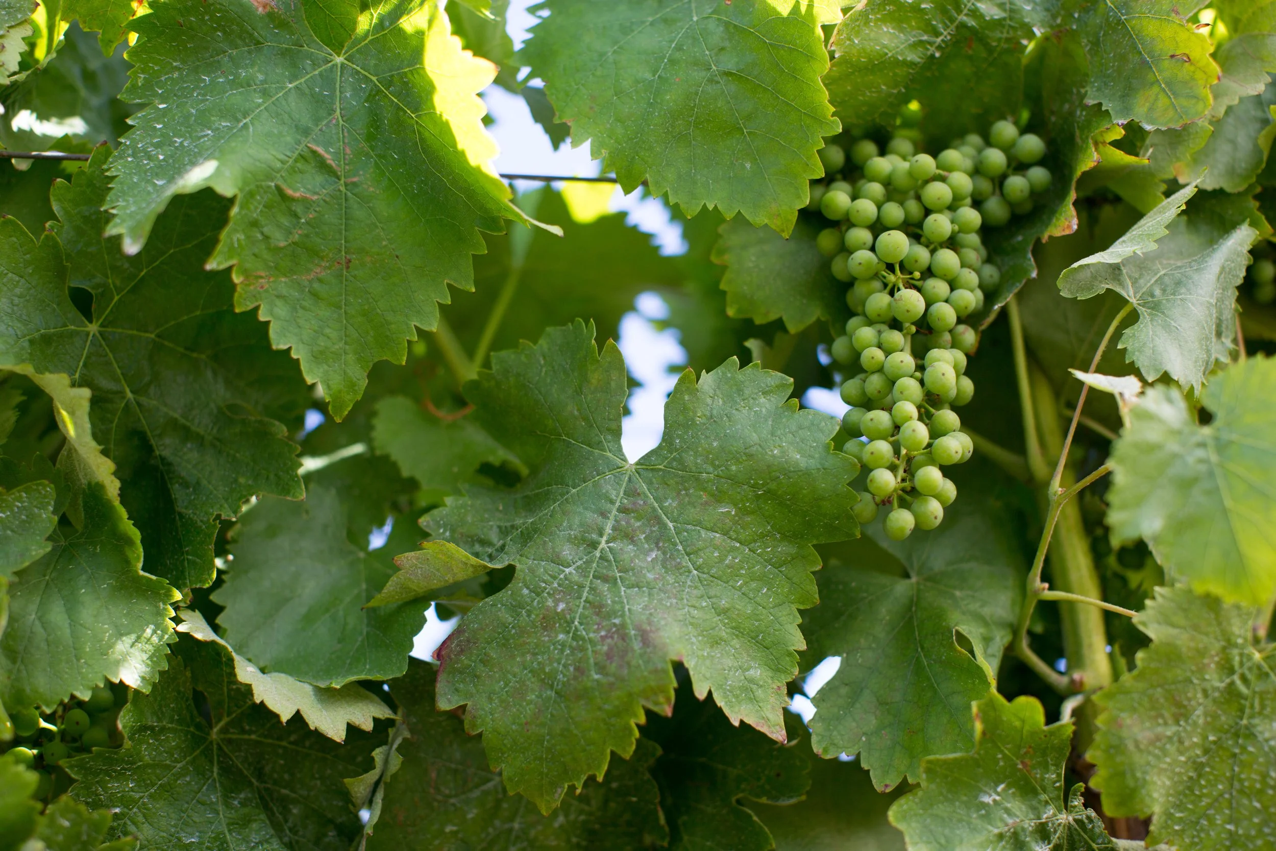 Green grape bunch hanging on a vine surrounded by large green leaves.