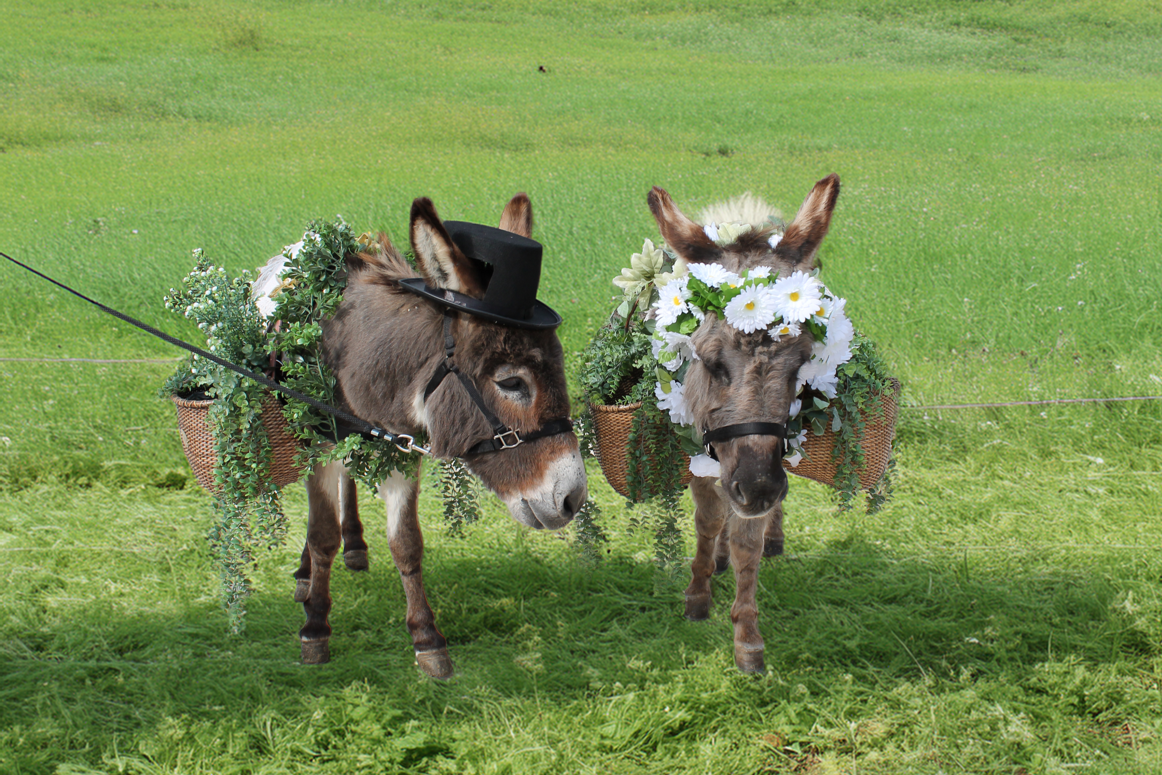 Ray & Rosie field.png