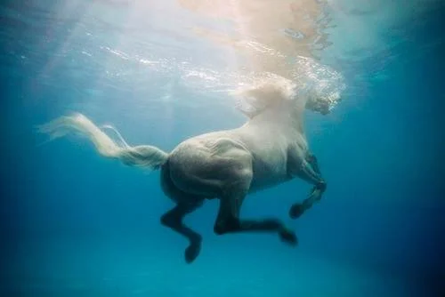 Albuquerque area riding instruction at your home or barn