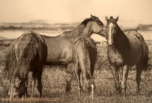 Horseback riding lessons on your own horse