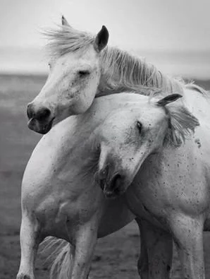 Nancy Cummings specializes in teaching basics of horseback riding