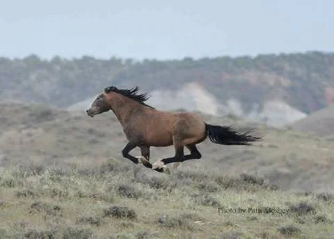 New or returning rider lessons on their own horse