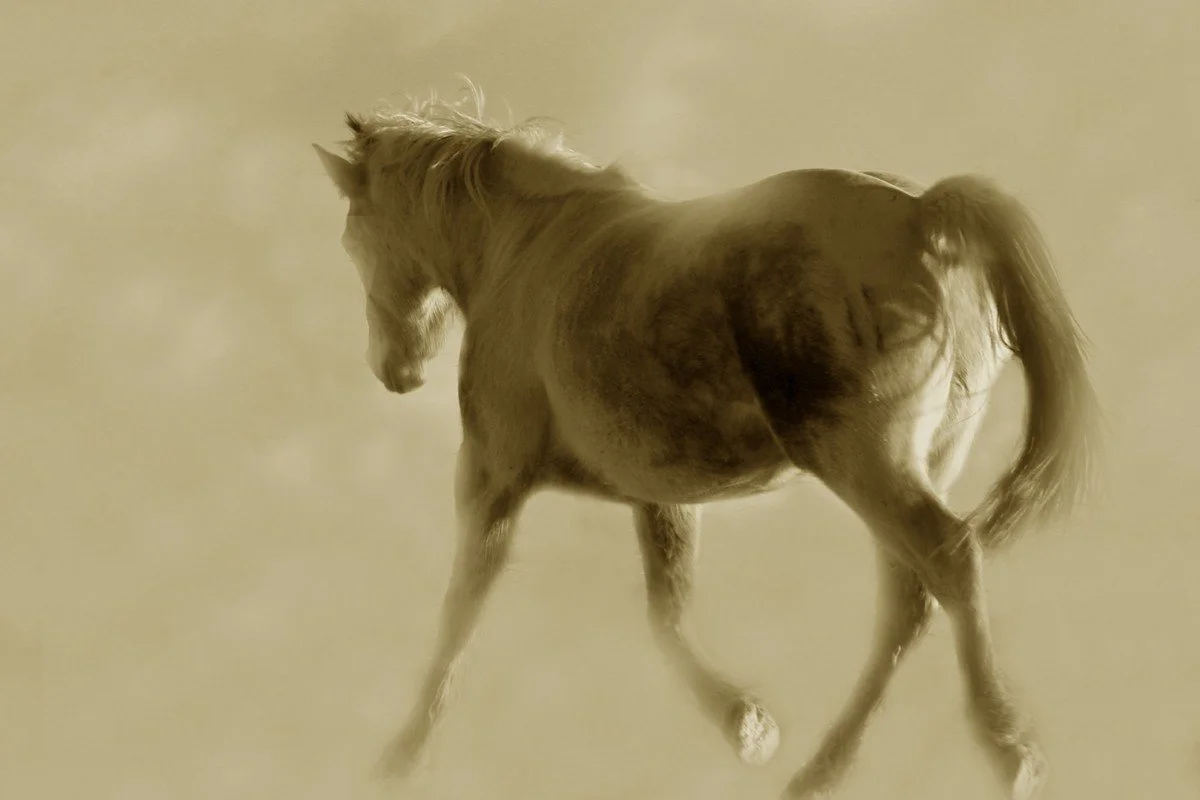 Riding lessons to improve confidence