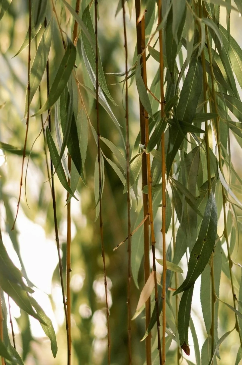 Close-up of green, narrow, elongated leaves hanging down from tree branches, with sunlight filtering through.