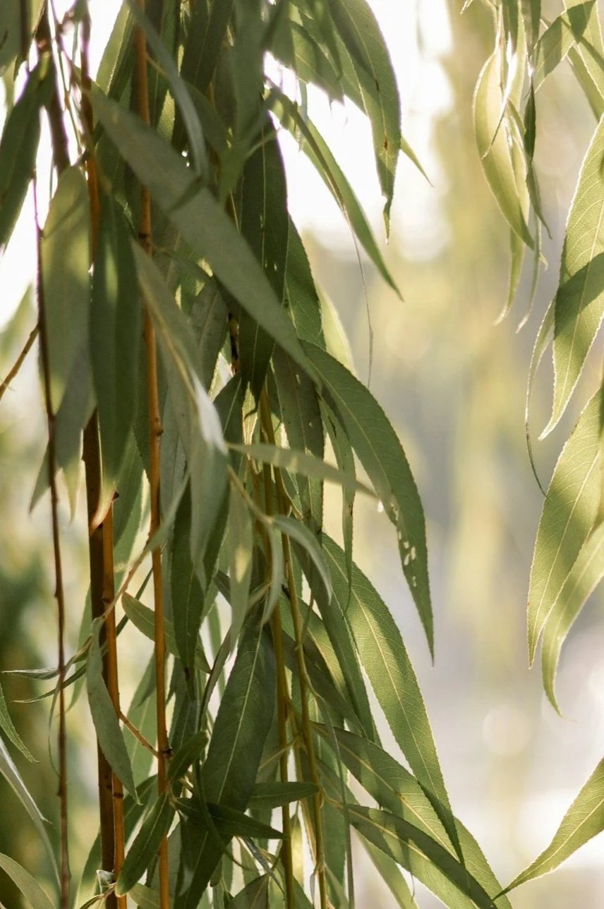 Close-up of hanging green eucalyptus leaves and branches.