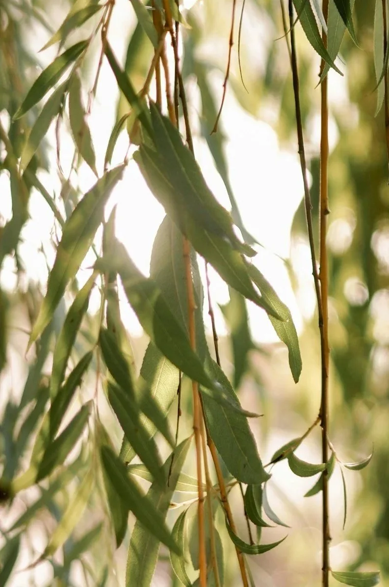 Close-up view of leafy green willow tree branches and leaves, with sunlight filtering through.