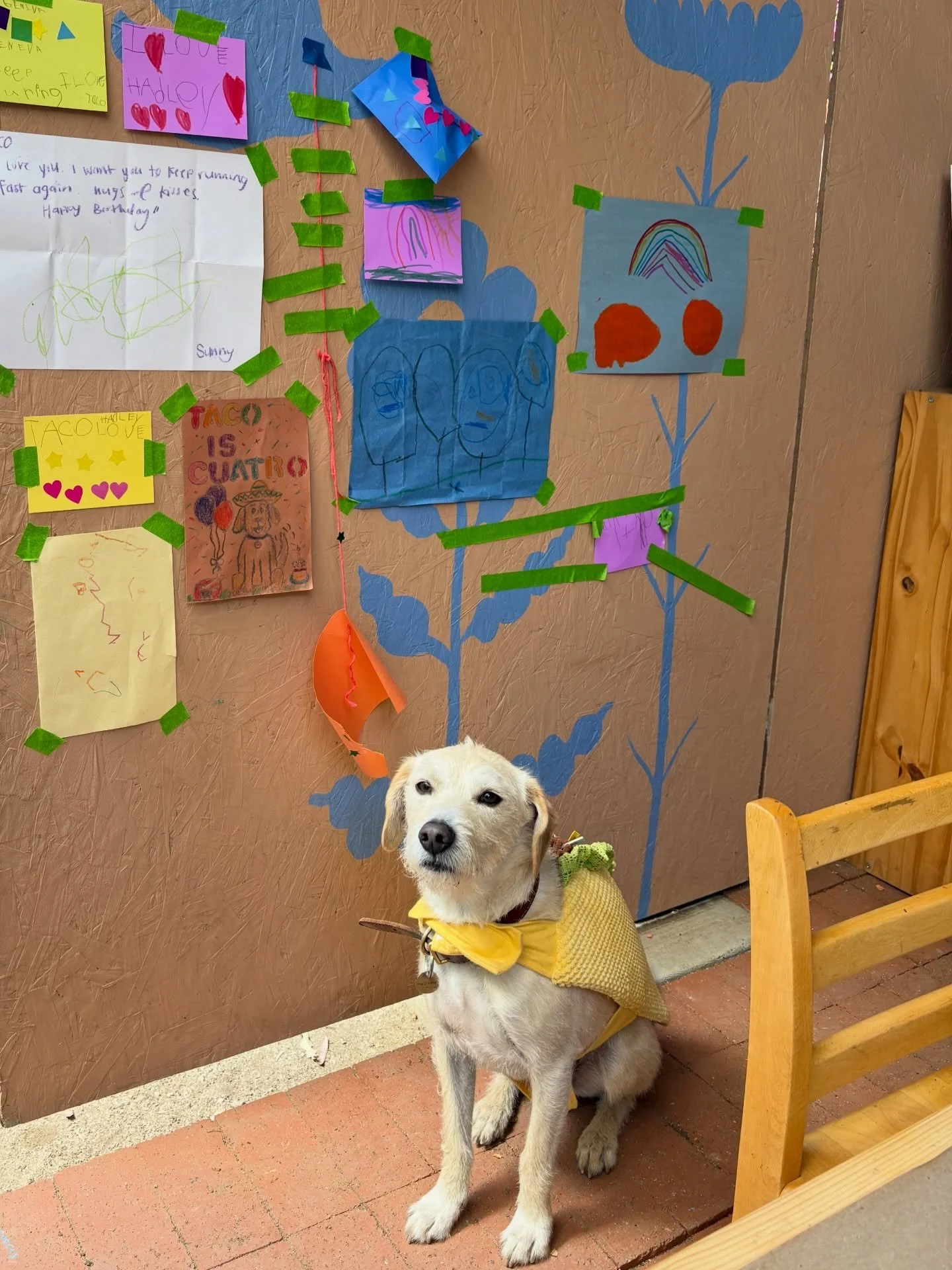 Today we celebrated a very special member of our class- Taco! 🐕 Today is his 4th birthday! 🎂 and this was his favorite birthday yet- spending the day with his classmates ❤️🥹 we love you taco! Thank you for bringing so much joy and so many zoomies 