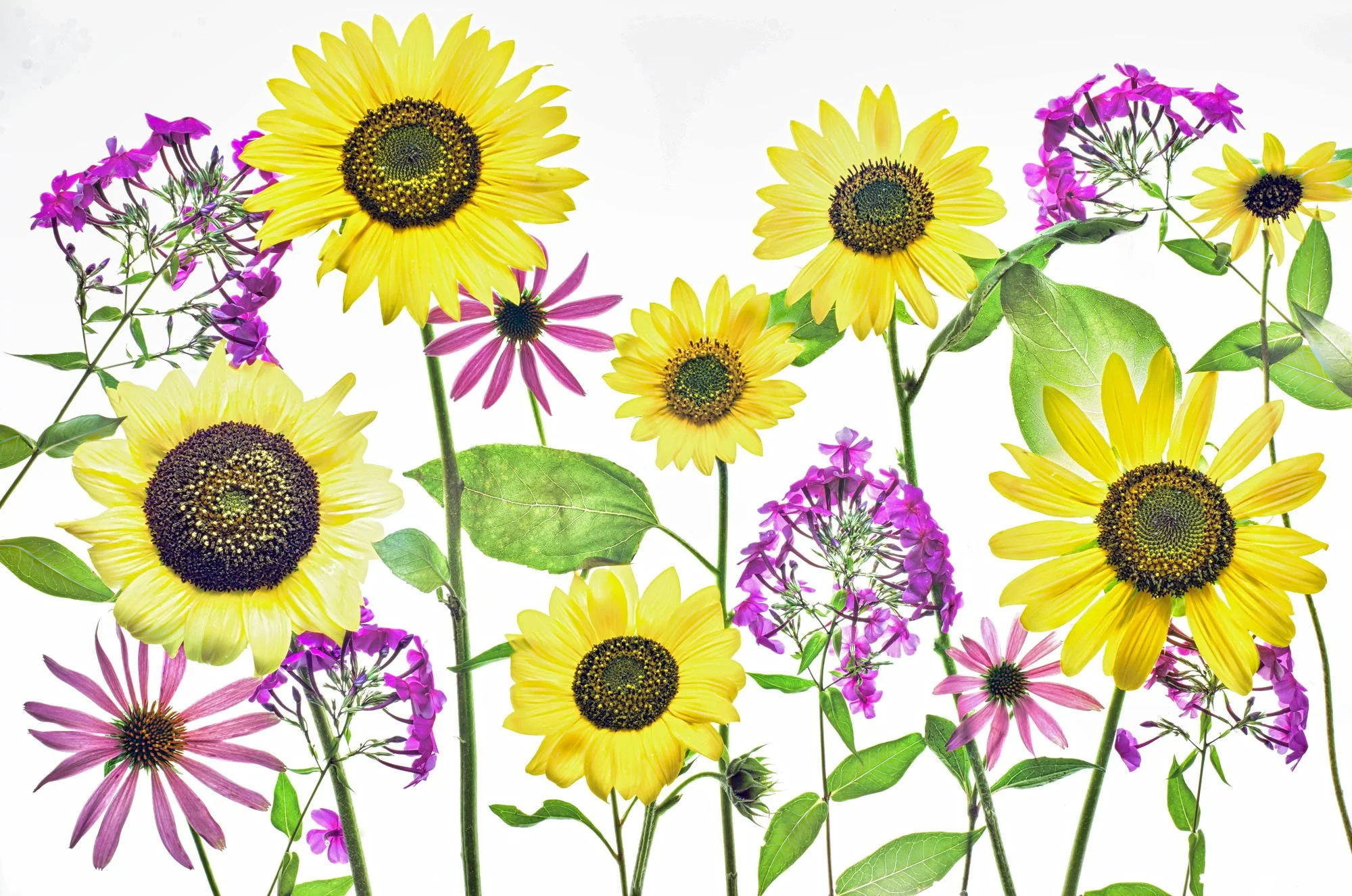 Garden Blossoms [8784]