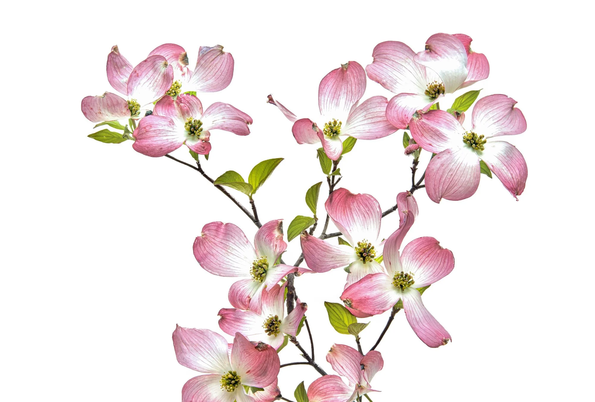 Pink Dogwoods [9264]