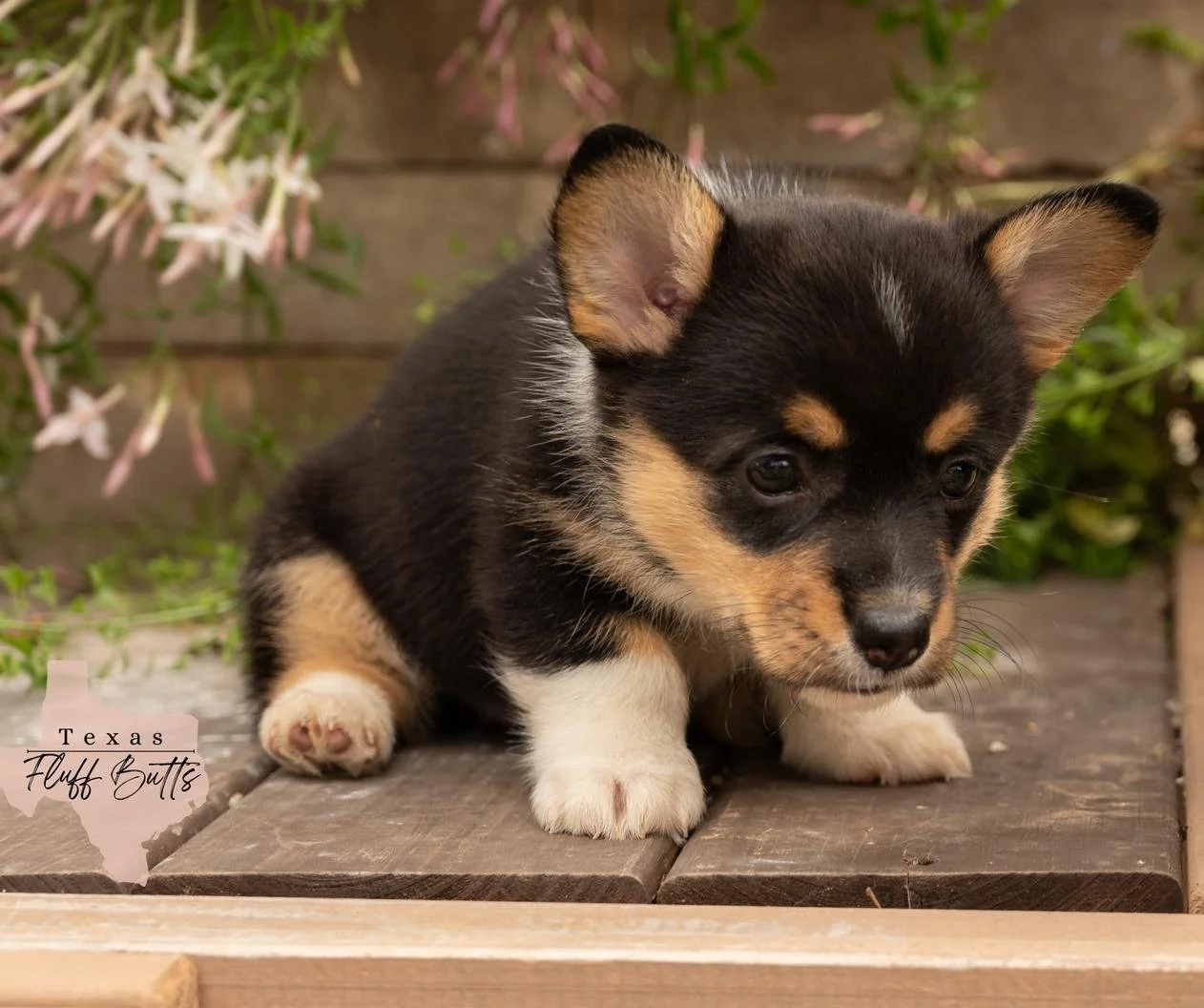 Stella The Star.jpeg