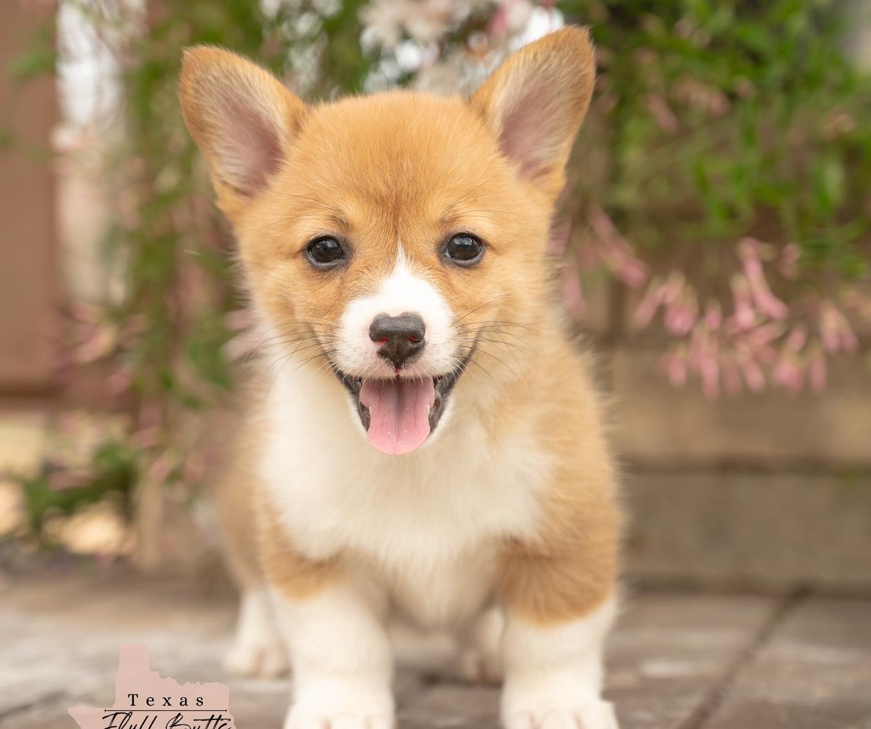 Pretty Little Penny.jpeg