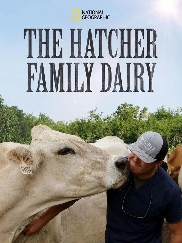 A person wearing a hat and sunglasses being licked by a cow with a tag that says 'Toffee,' in a green farm field with trees in the background, promoting a show called 'The Hatcher Family Dairy' by National Geographic.