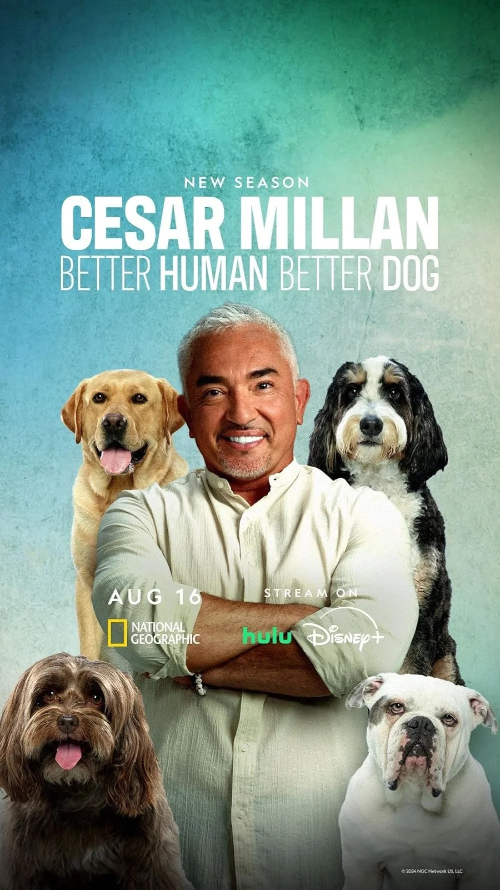 Poster for a new season of Cesar Millan featuring a man with four dogs, with the text 'Better Human Better Dog' and streaming information on National Geographic, Hulu, and Disney+.