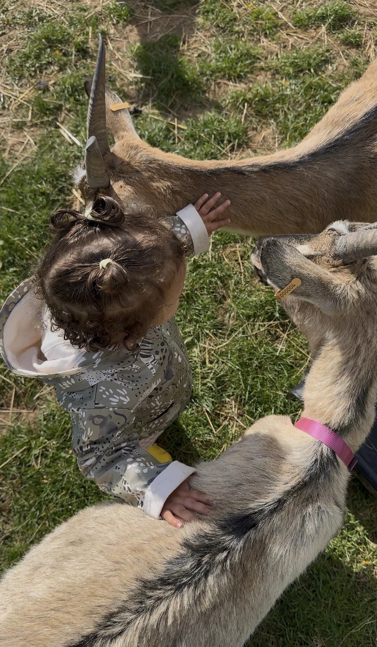 A young girl petting a large dog and two goats, with greenery and grass on the ground.