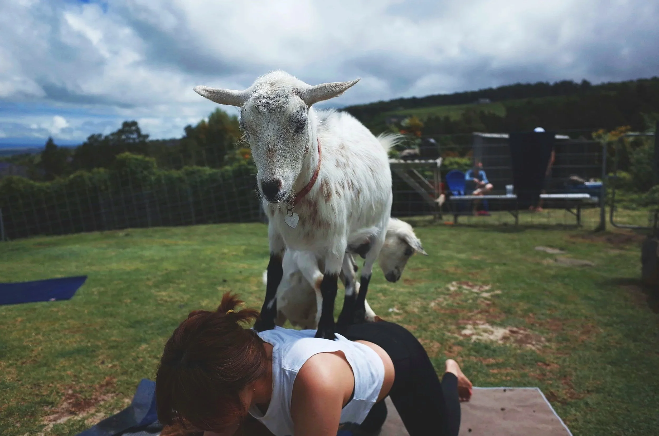 A person lying on the grass with a small goat standing on their back, with additional goats in the background at an outdoor farm or petting zoo area.
