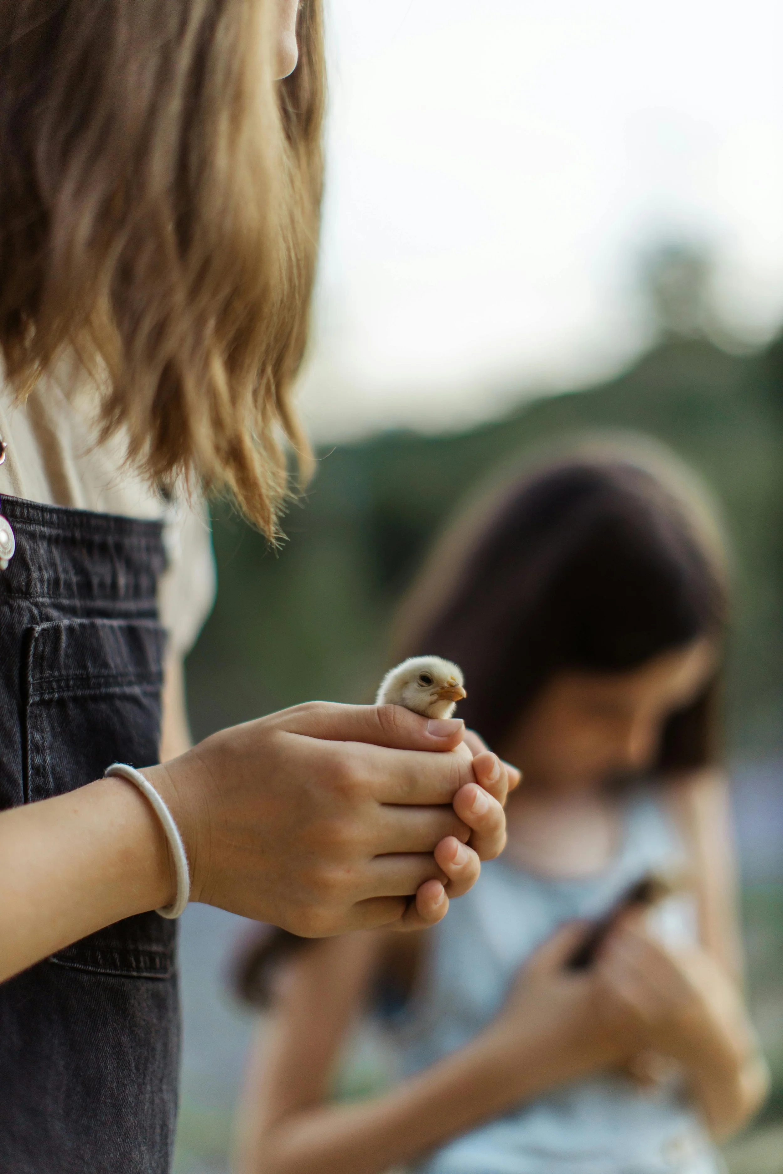 A person holding a small yellow chick in their hands, with other people in the background watching.