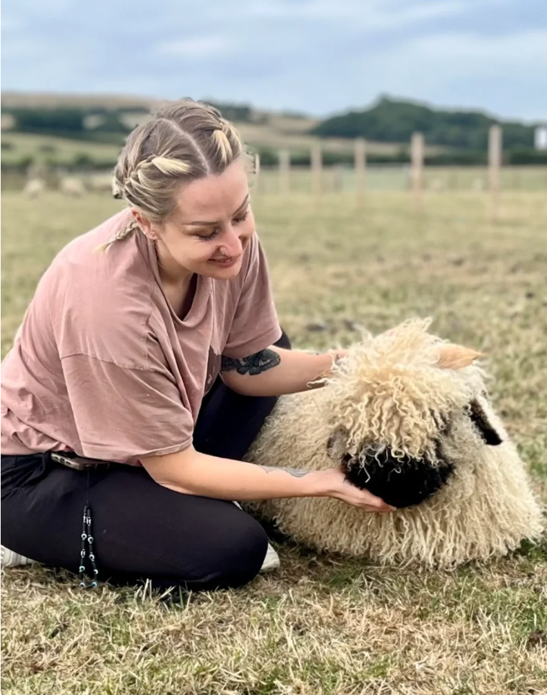 A woman with braids petting a sheep in a grassy field with a fence and hills in the background.