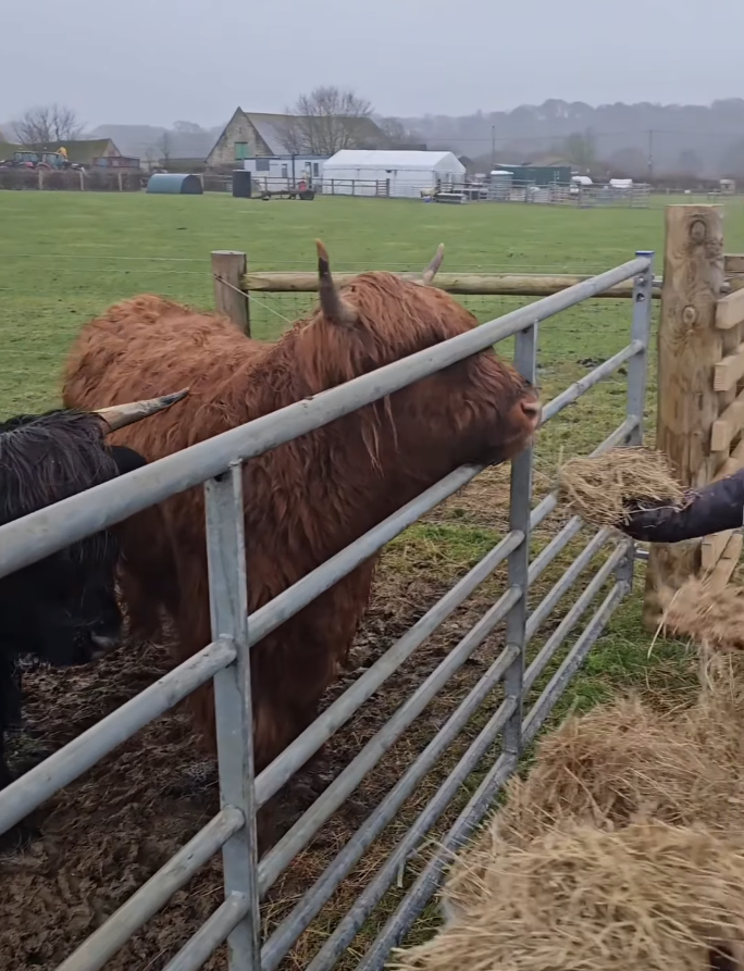 A Highland cow with long, thick brown fur standing behind a metal fence on a farm, with other animals nearby and farm buildings in the background under overcast skies.