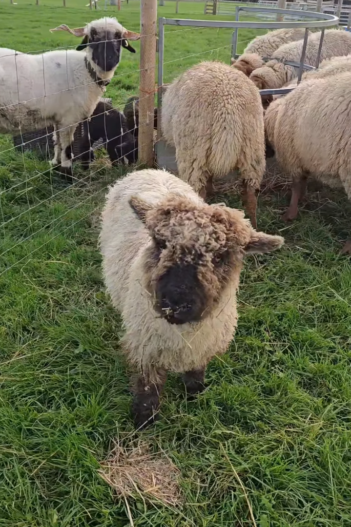 Black nose Shepp