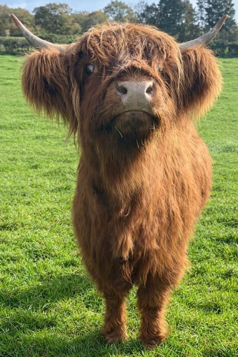 Adopted Autumn, the Highland Cow