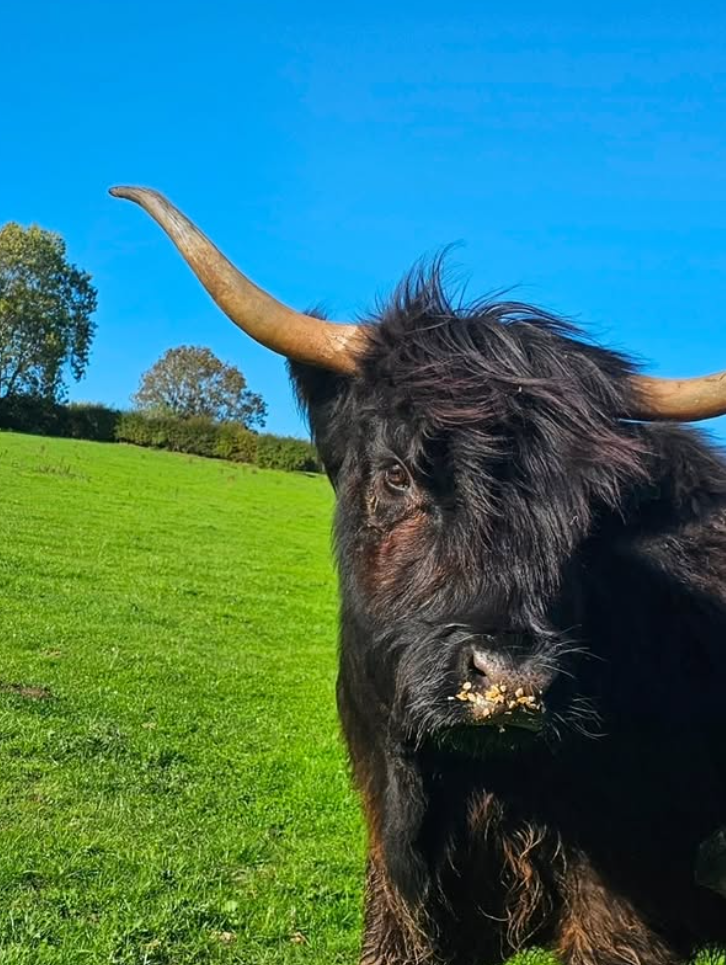 Black Highland Cow