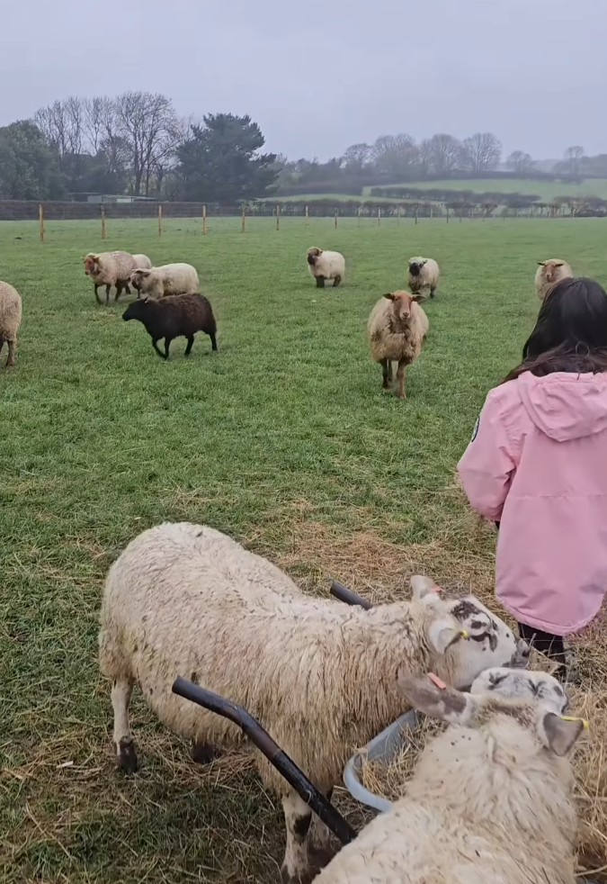 A girl in a pink jacket overseeing a flock of sheep and lambs grazing and roaming on a grassy field with a fence and trees in the background.