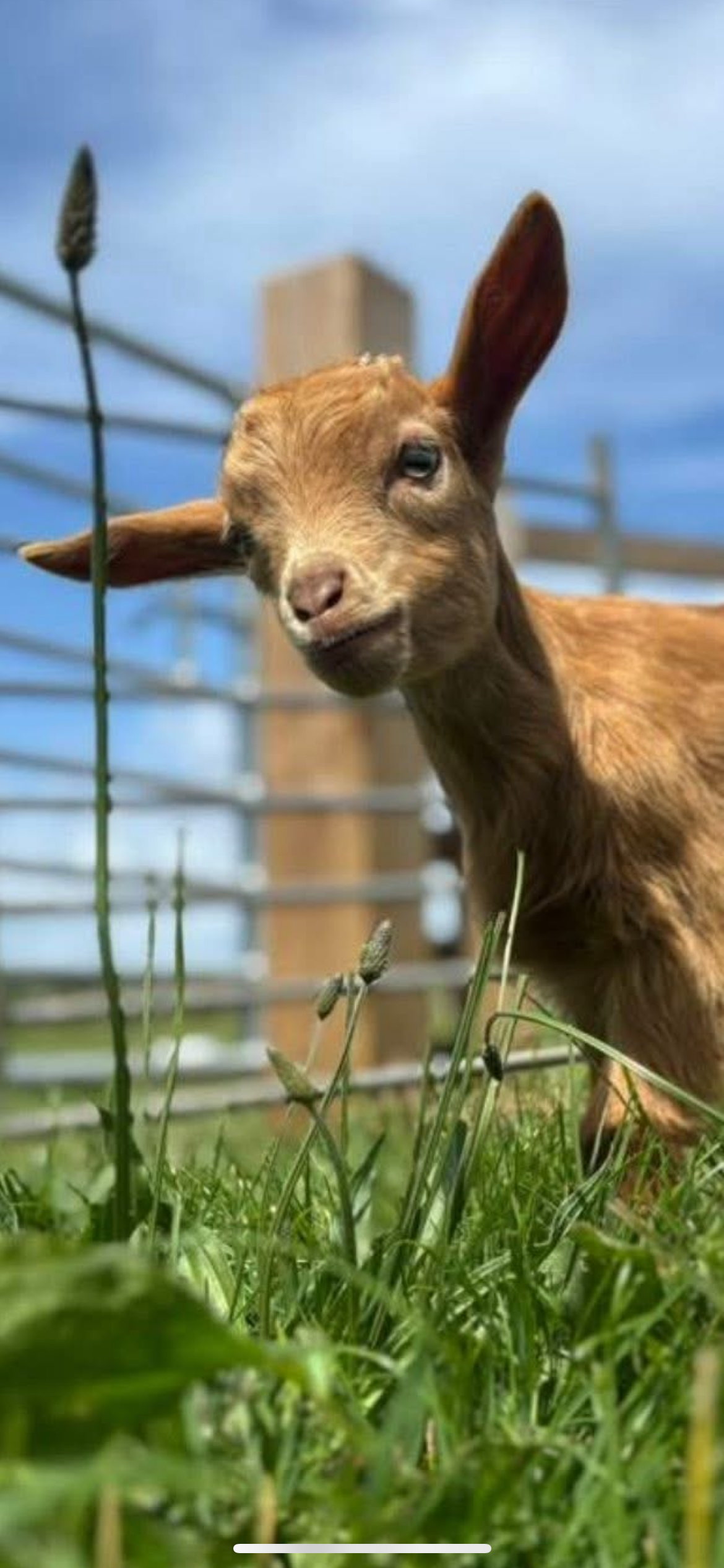 Adopt Caramel Biscuit