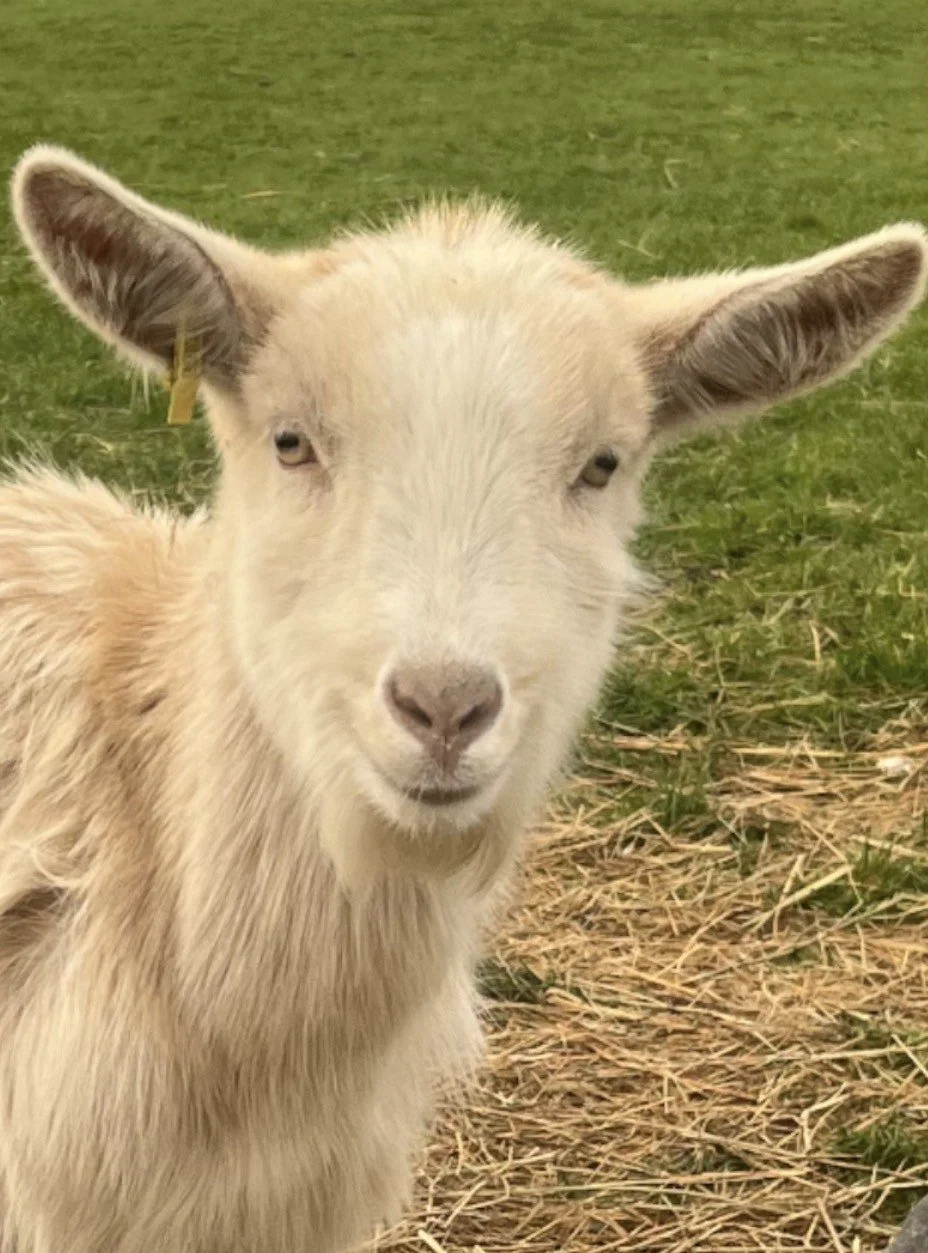 Adopt Marshmallow