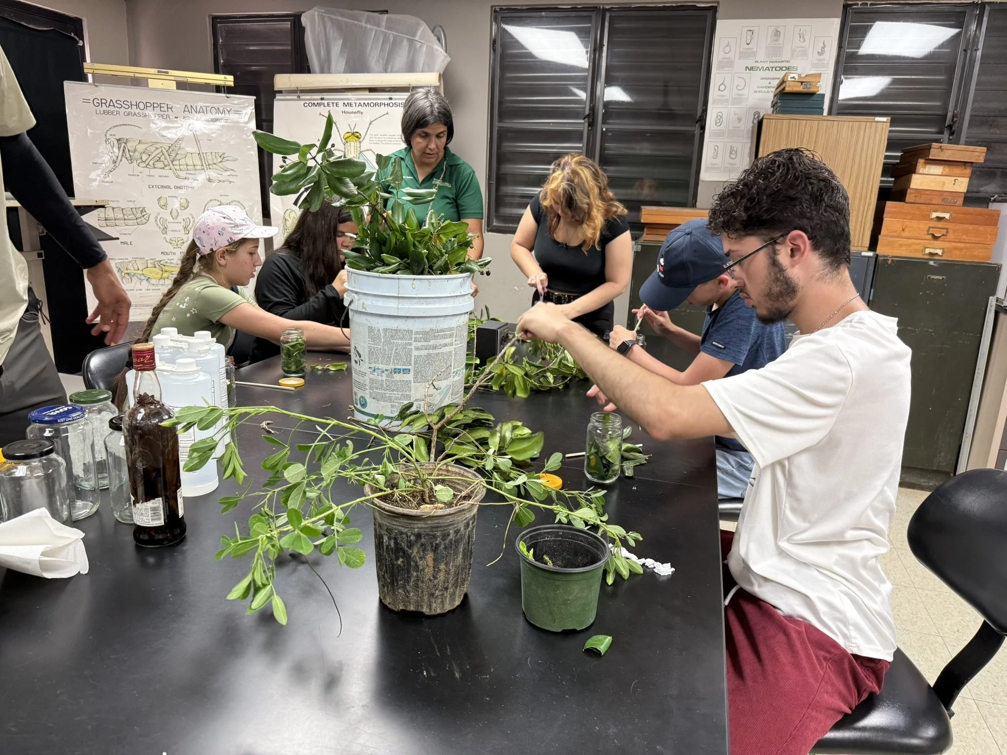Plantas medicinales Malagueta.JPEG