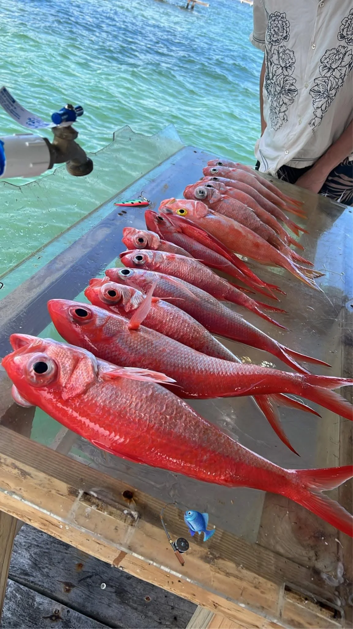 many fish caught together in San Pedro Belize
