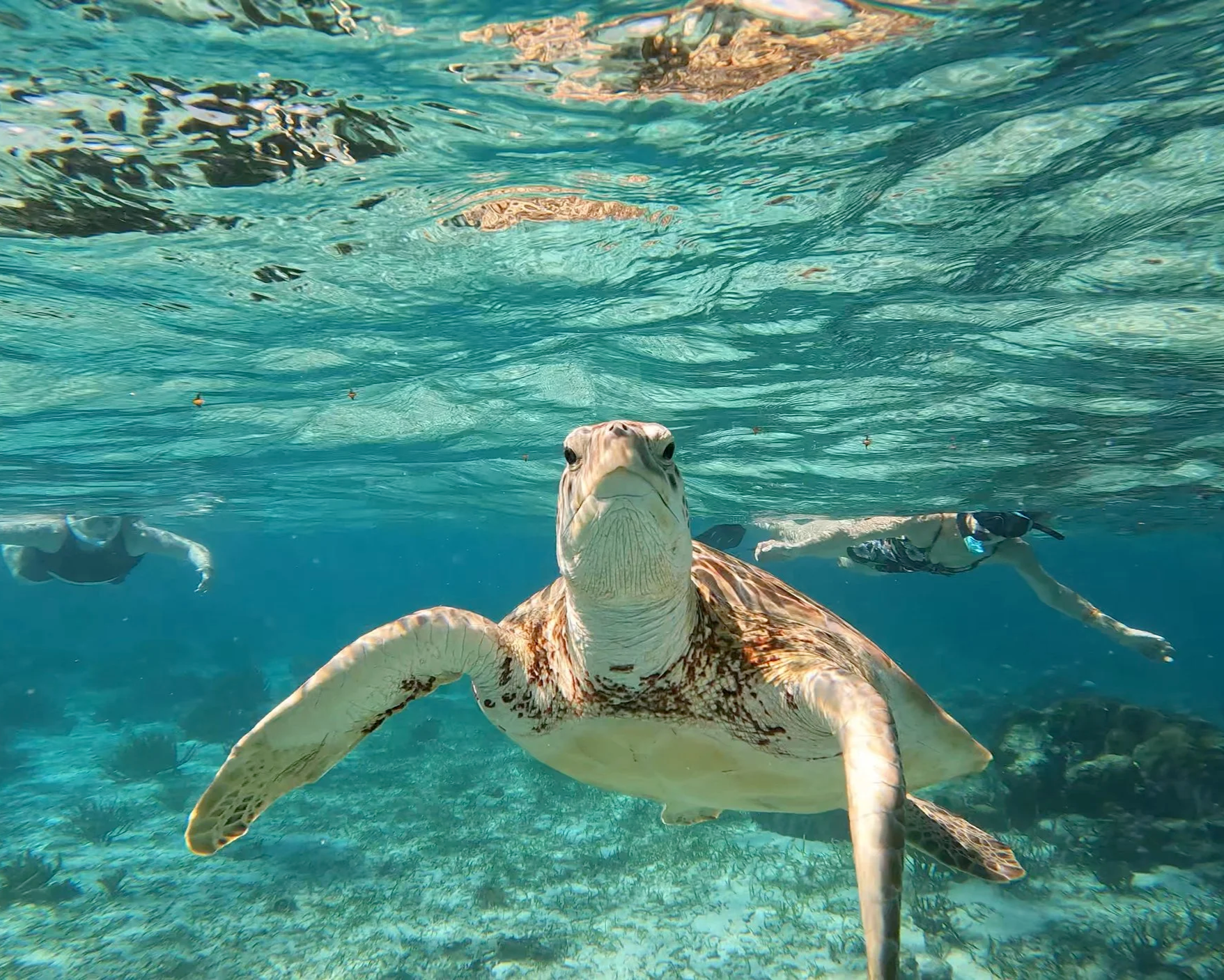 snorkeling with sea turtles in Belize