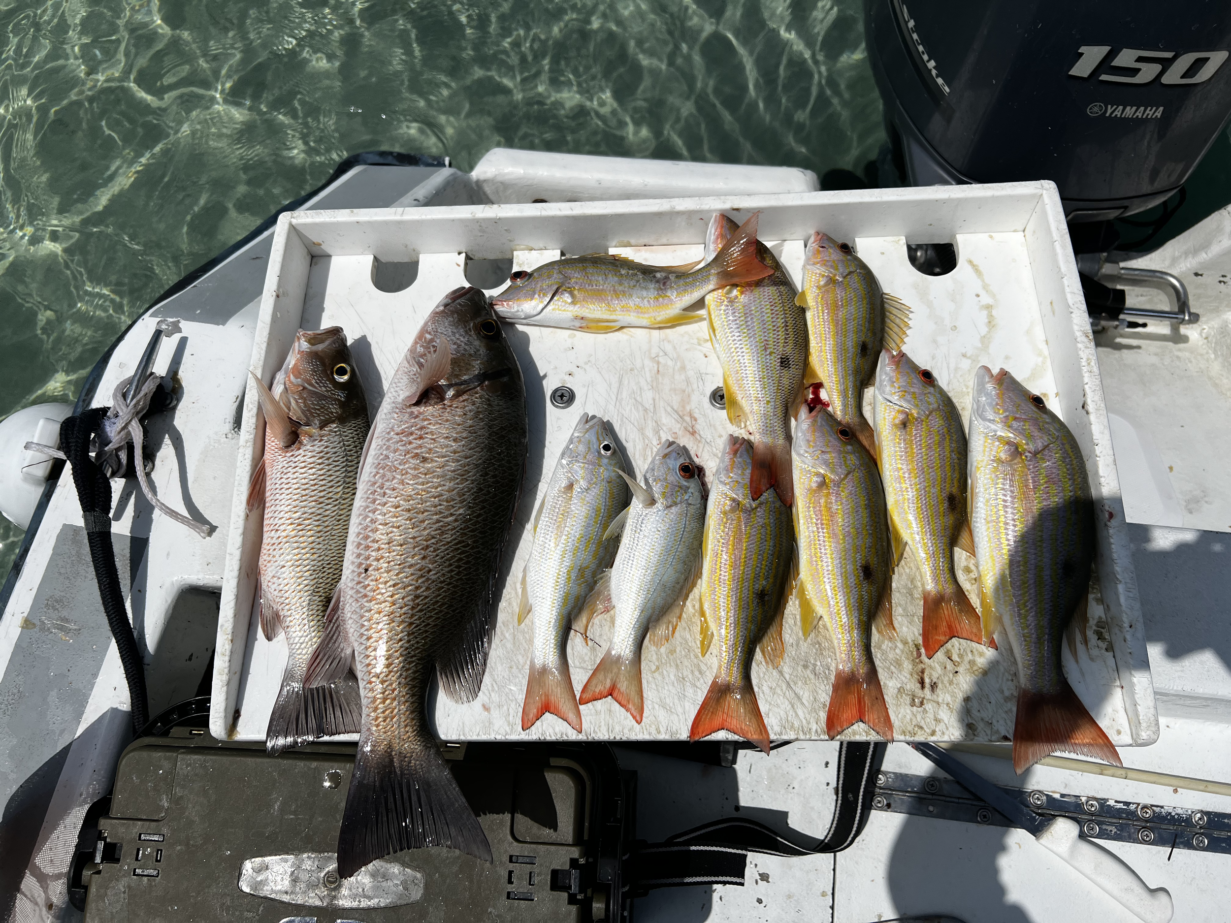 in-shore fishing belize