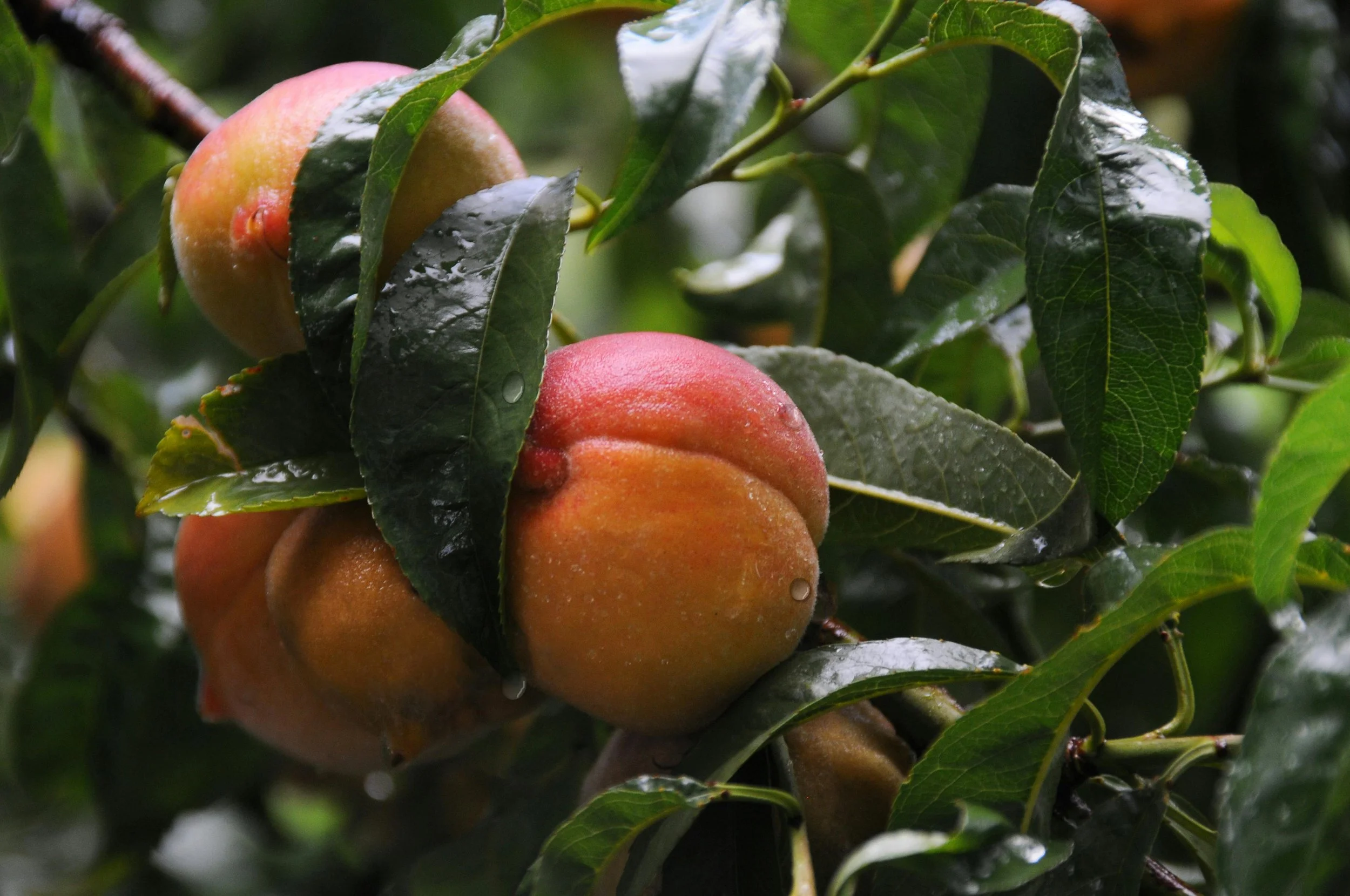 Peach and Nectarine Trees