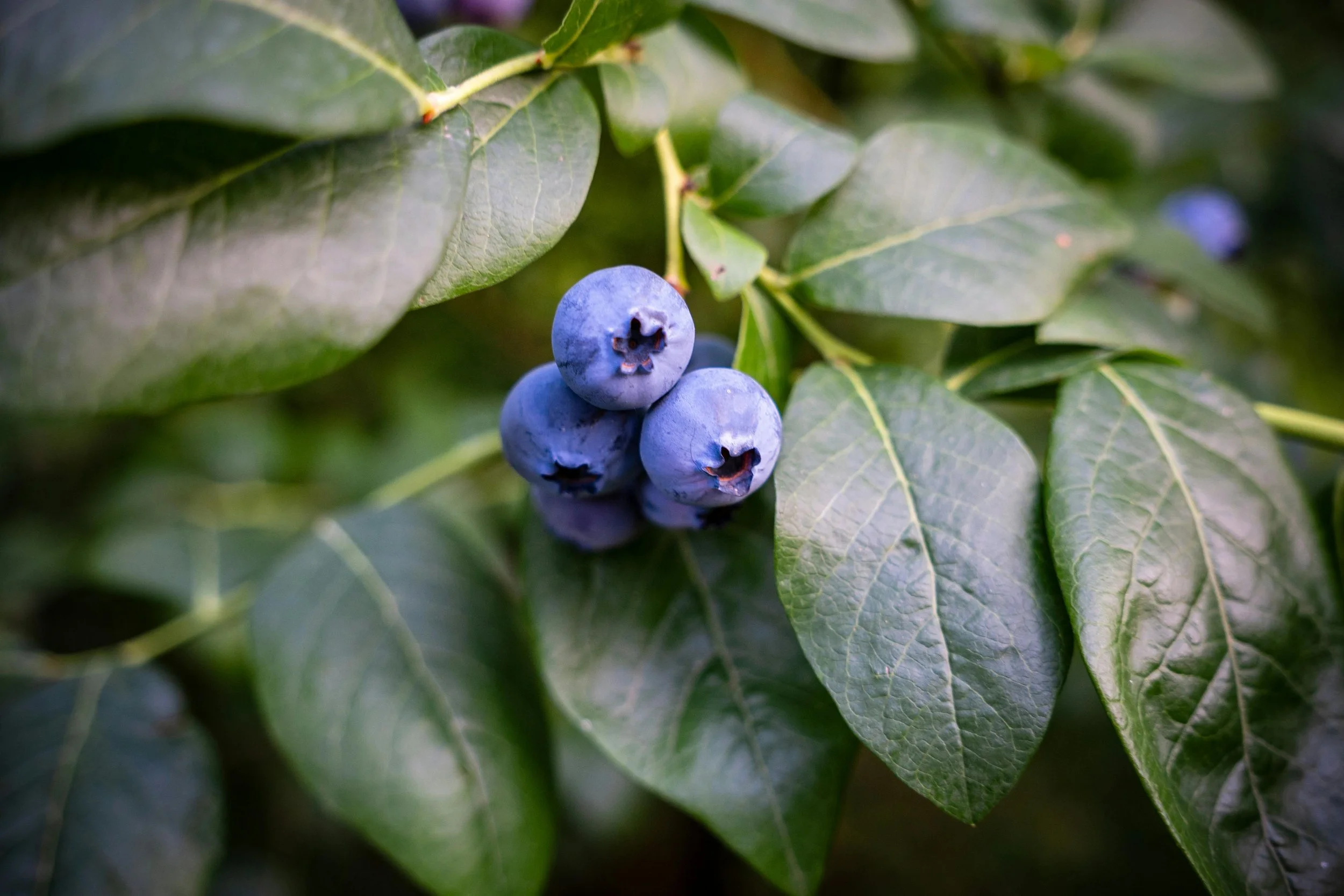 3gal Blueberry Plant