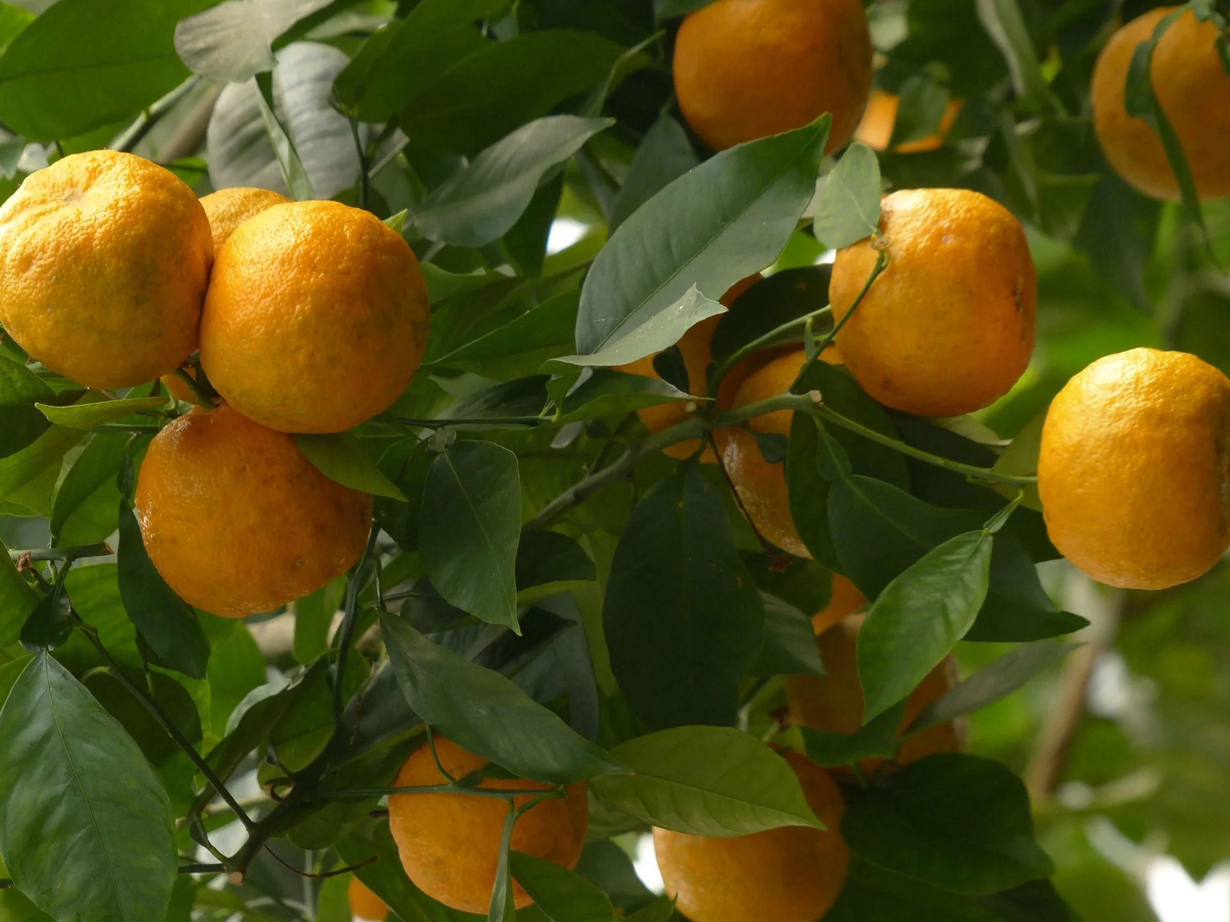 Citrus Trees